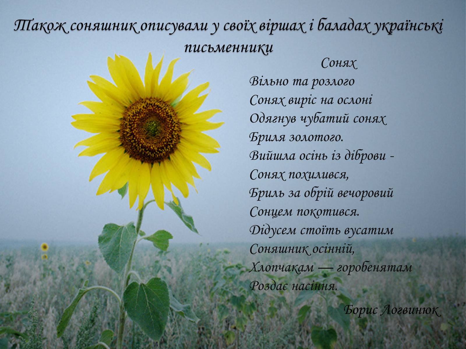 Презентація на тему «Соняшник – народний символ України!» - Слайд #8