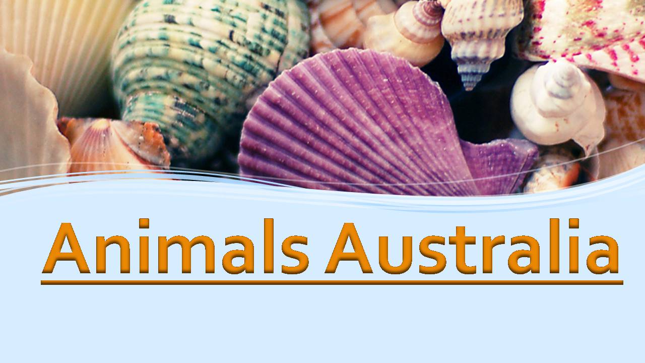 Презентація на тему «Animals in Australia» - Слайд #1