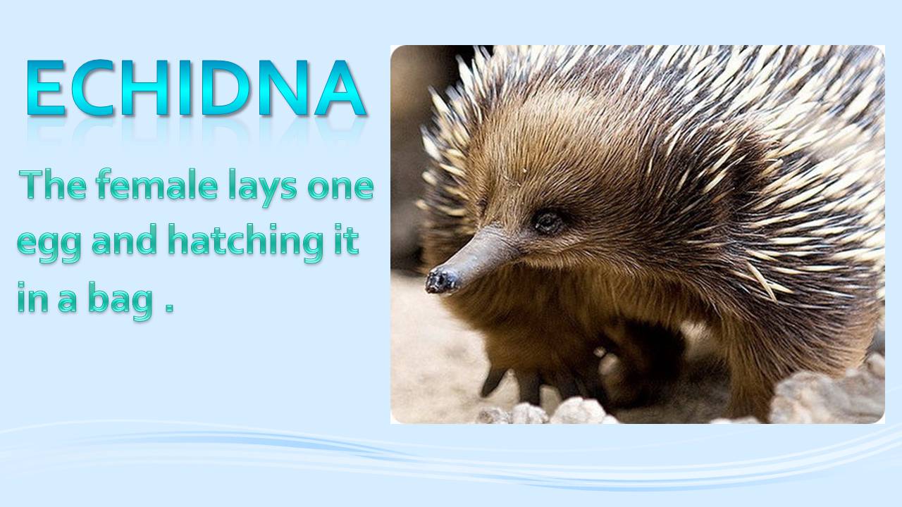 Презентація на тему «Animals in Australia» - Слайд #6