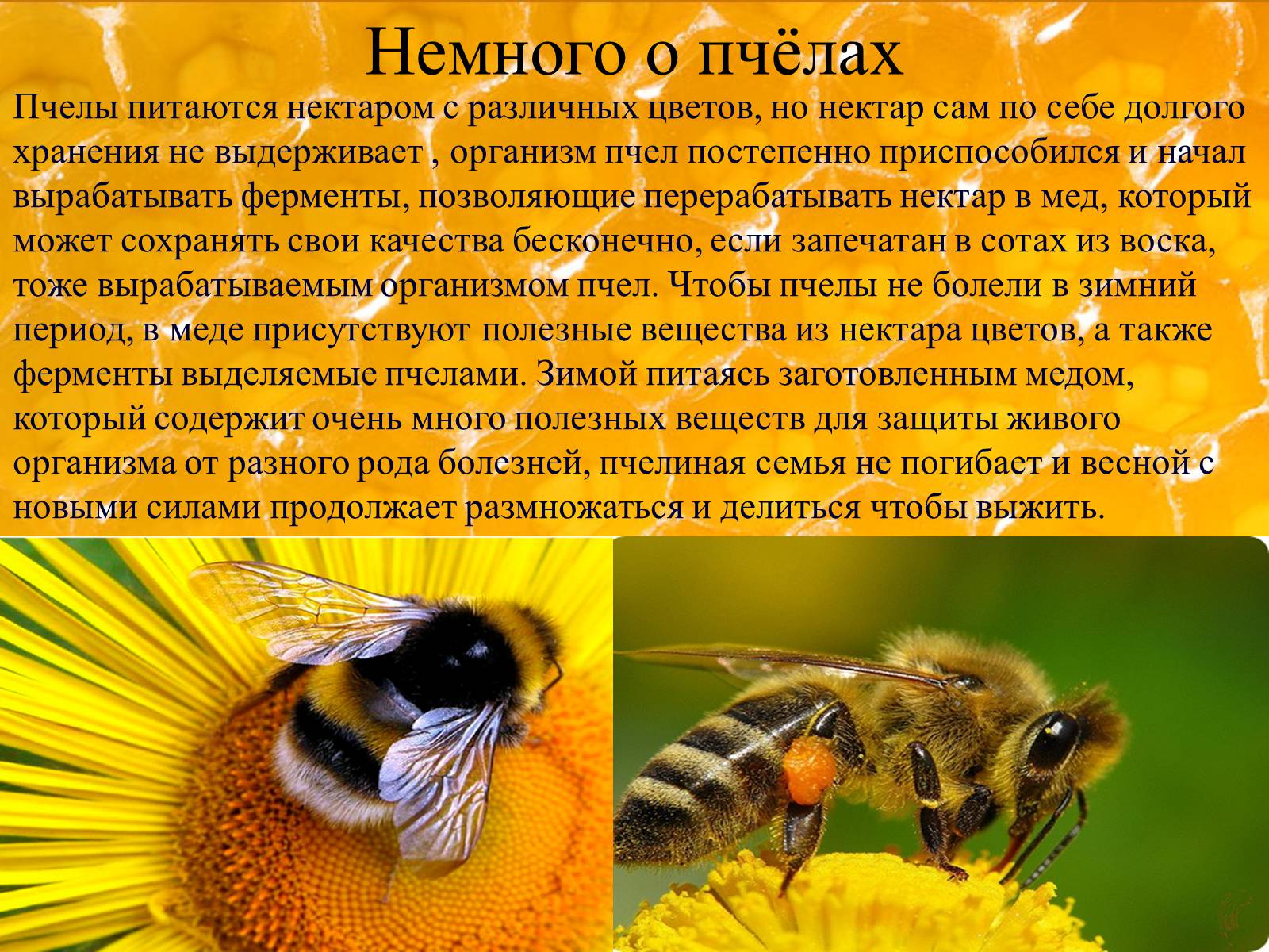 Кто входит в состав семьи медоносных пчел. Презентация пчелы для дошкольников. Пчела для презентации. Информация о пчелах для детей. Немного о пчелах.