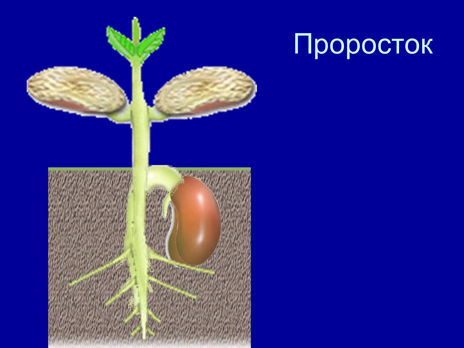 На каком фото изображен подземный способ прорастания семян