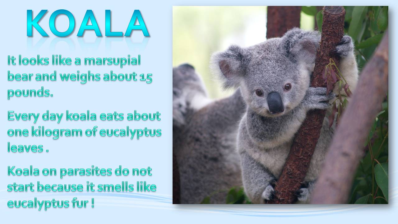 Презентація на тему «Animals in Australia» - Слайд #12