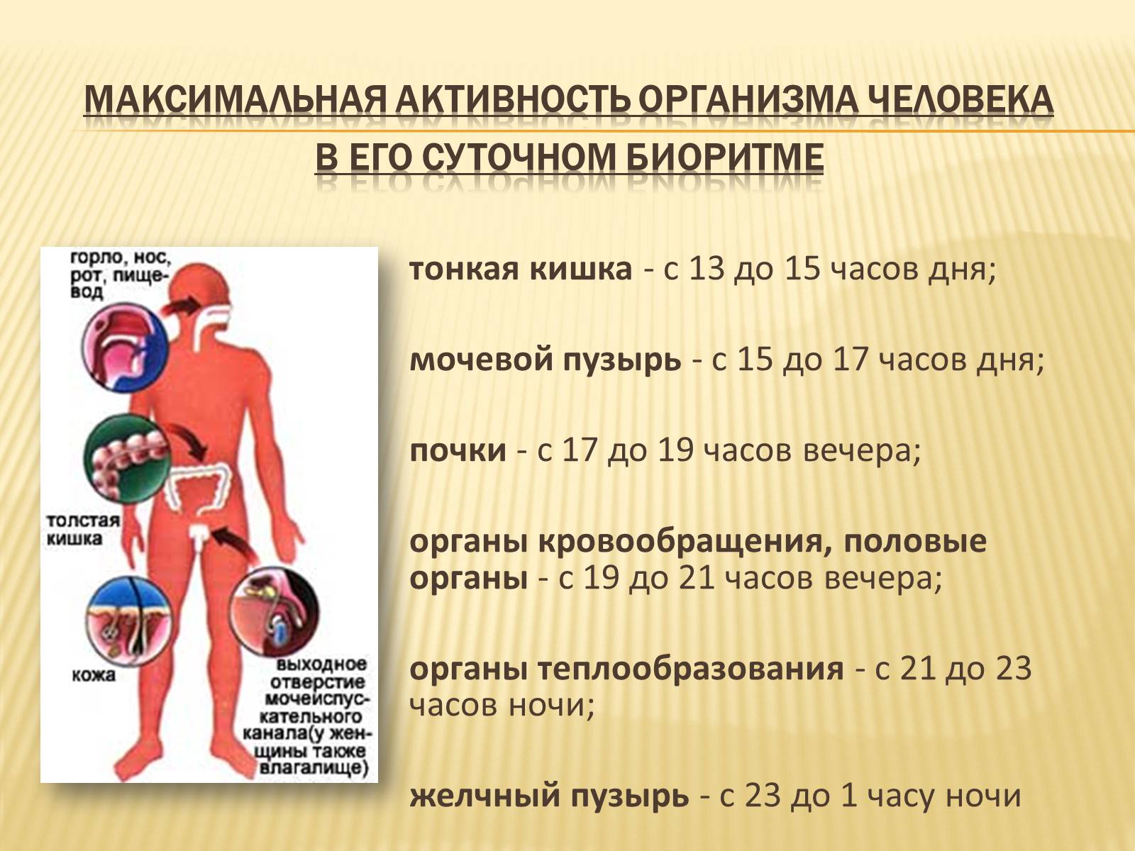 Презентація на тему «Биоритмы человека» - Слайд #13