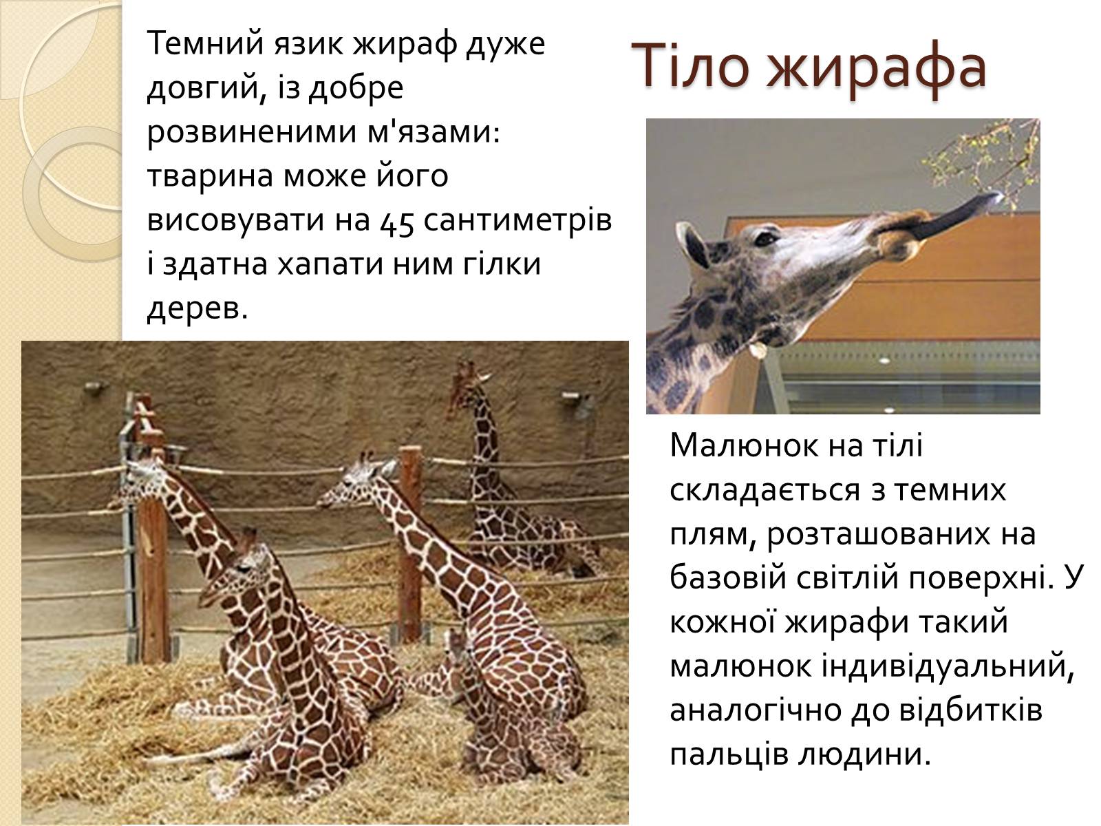 Презентація на тему «Ссавці. Парнокопитні. Жирафові. Жирафа степова» - Слайд #4