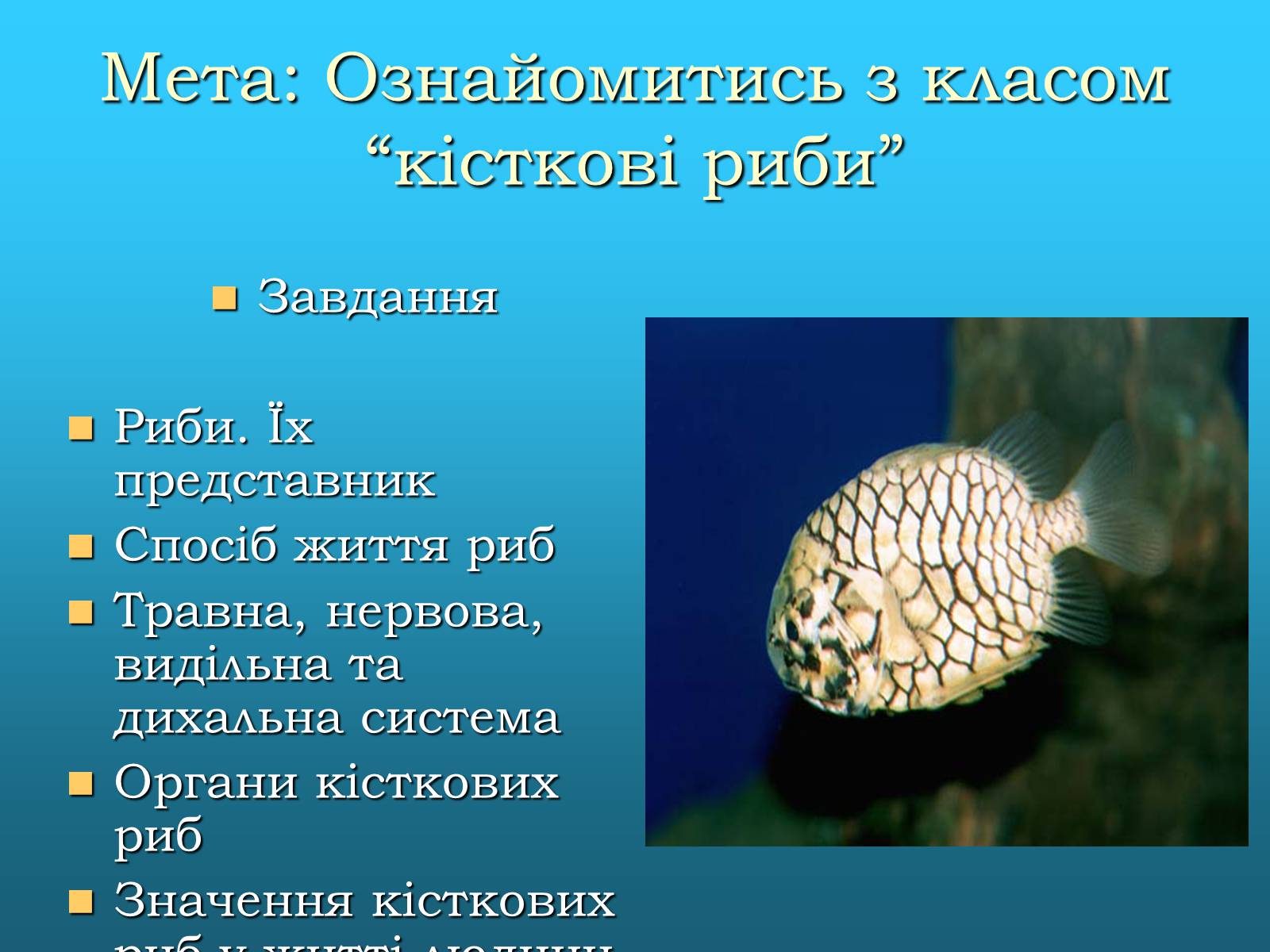 Презентація на тему «Кісткові риби» (варіант 2) - Слайд #2