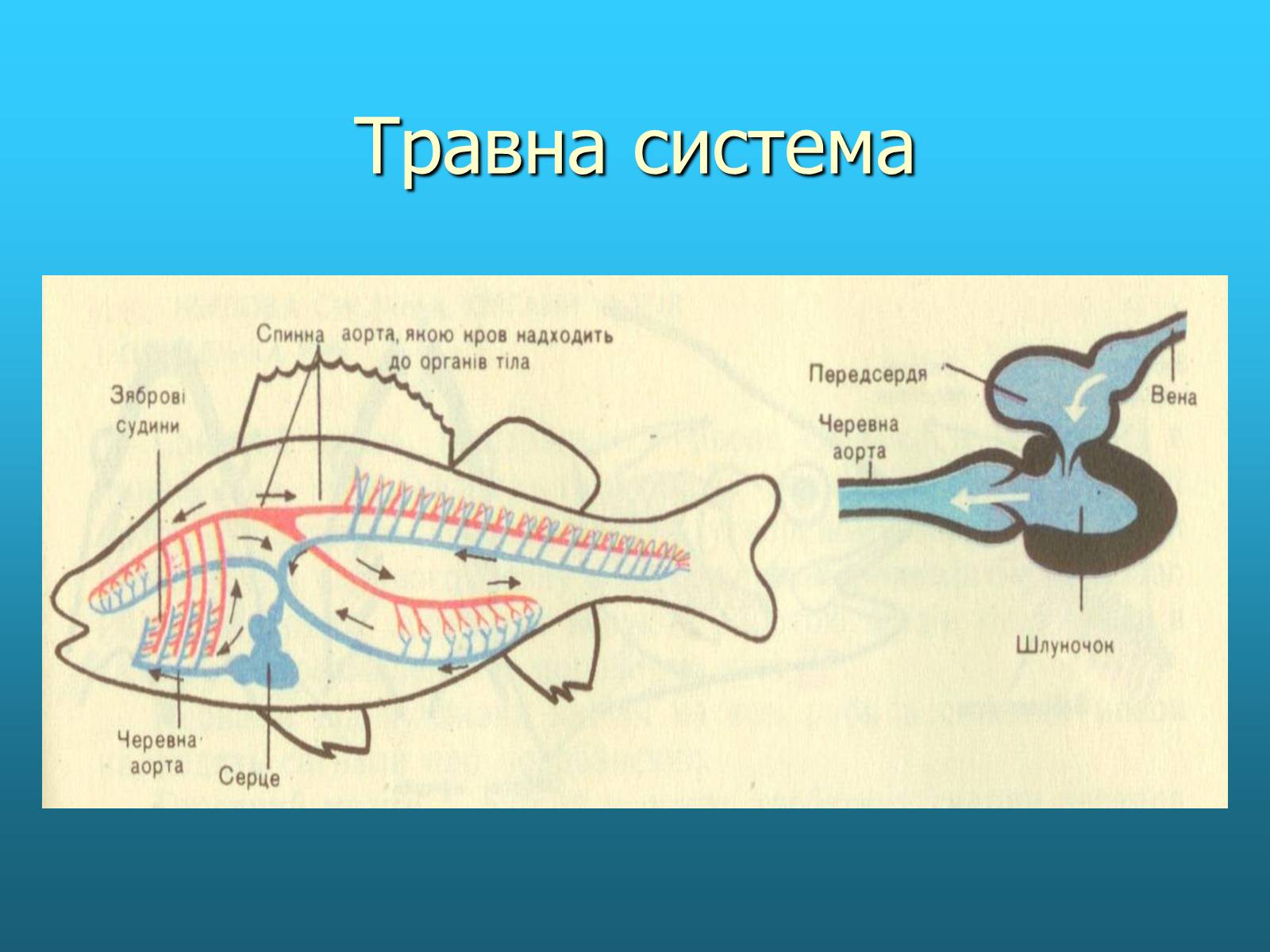 Презентація на тему «Кісткові риби» (варіант 2) - Слайд #6