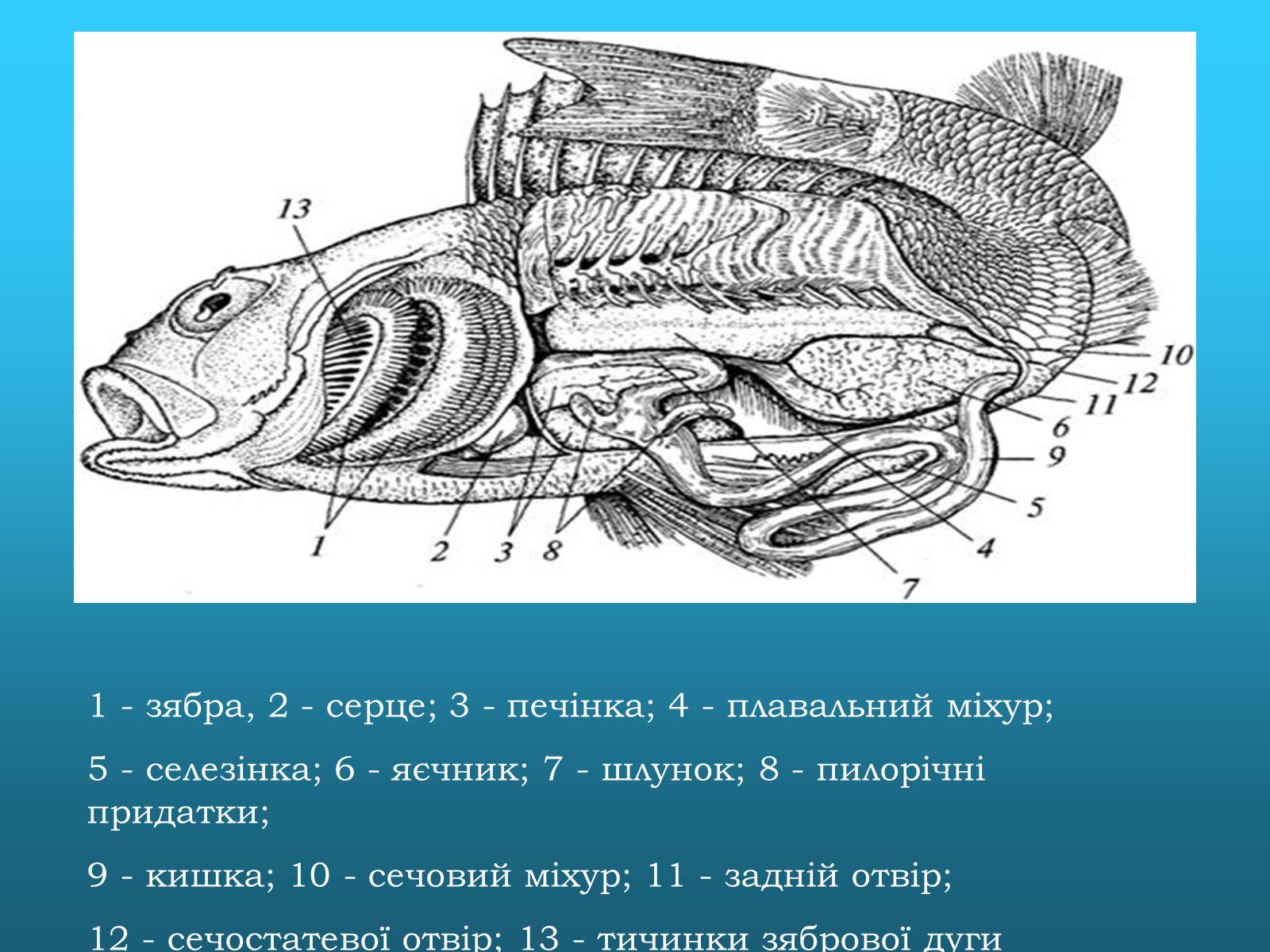 Презентація на тему «Кісткові риби» (варіант 2) - Слайд #10