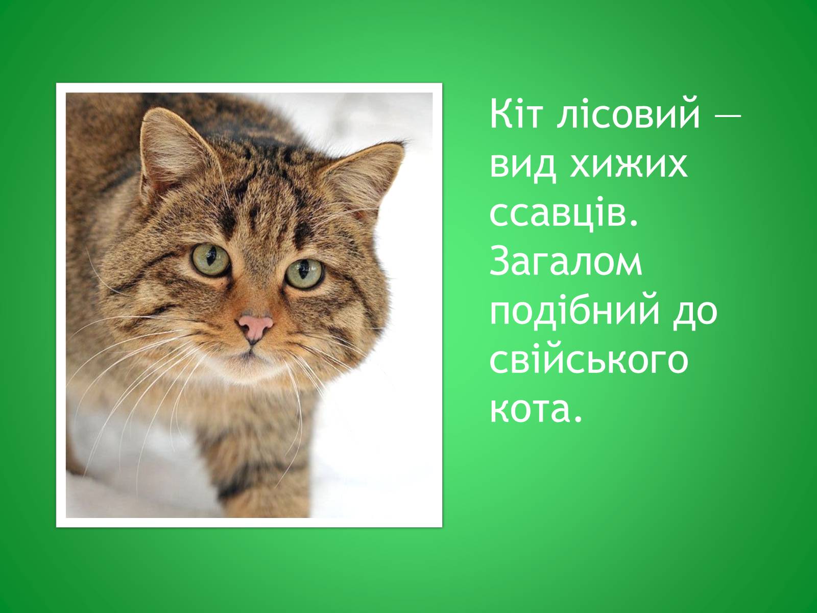 Презентація на тему «Кіт лісовий» - Слайд #2