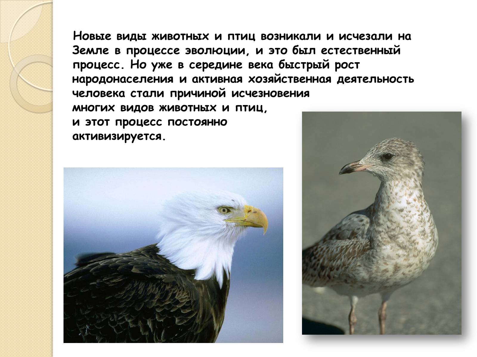 Презентація на тему «Охрана птиц» - Слайд #2