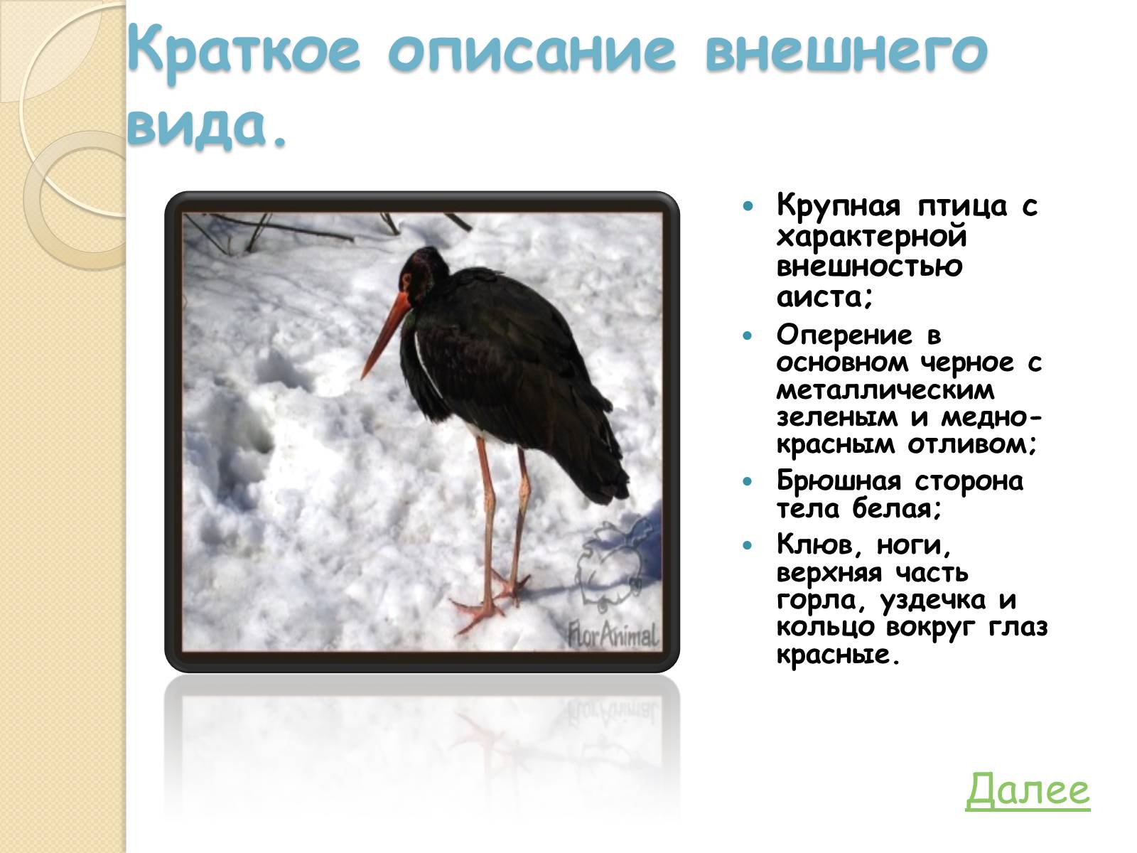Презентація на тему «Охрана птиц» - Слайд #7