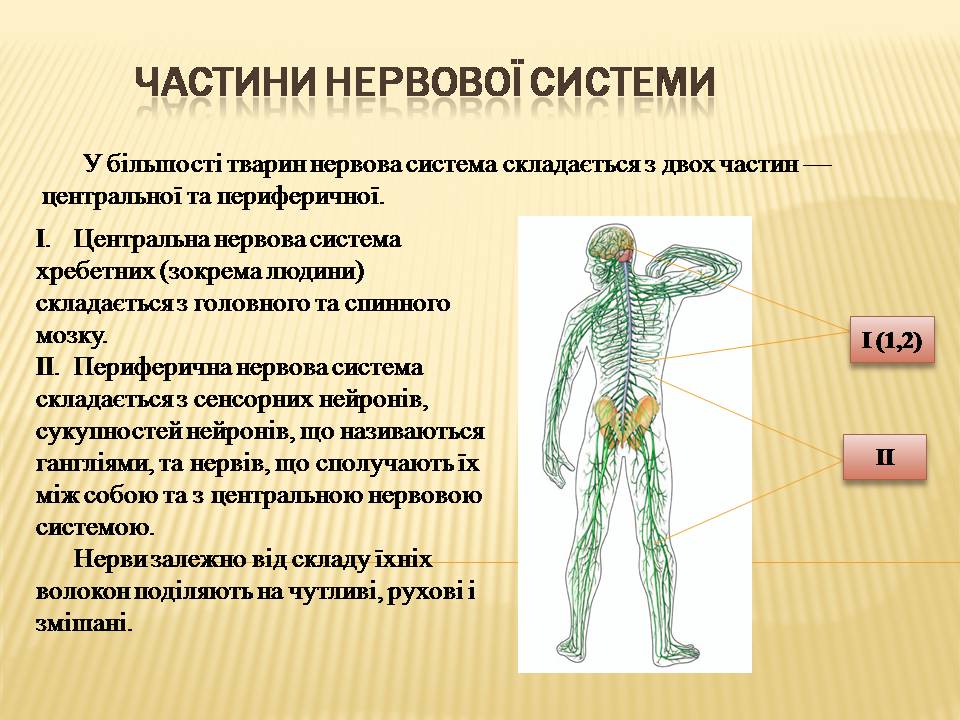 Презентація на тему «Нервова регуляція» (варіант 2) - Слайд #4