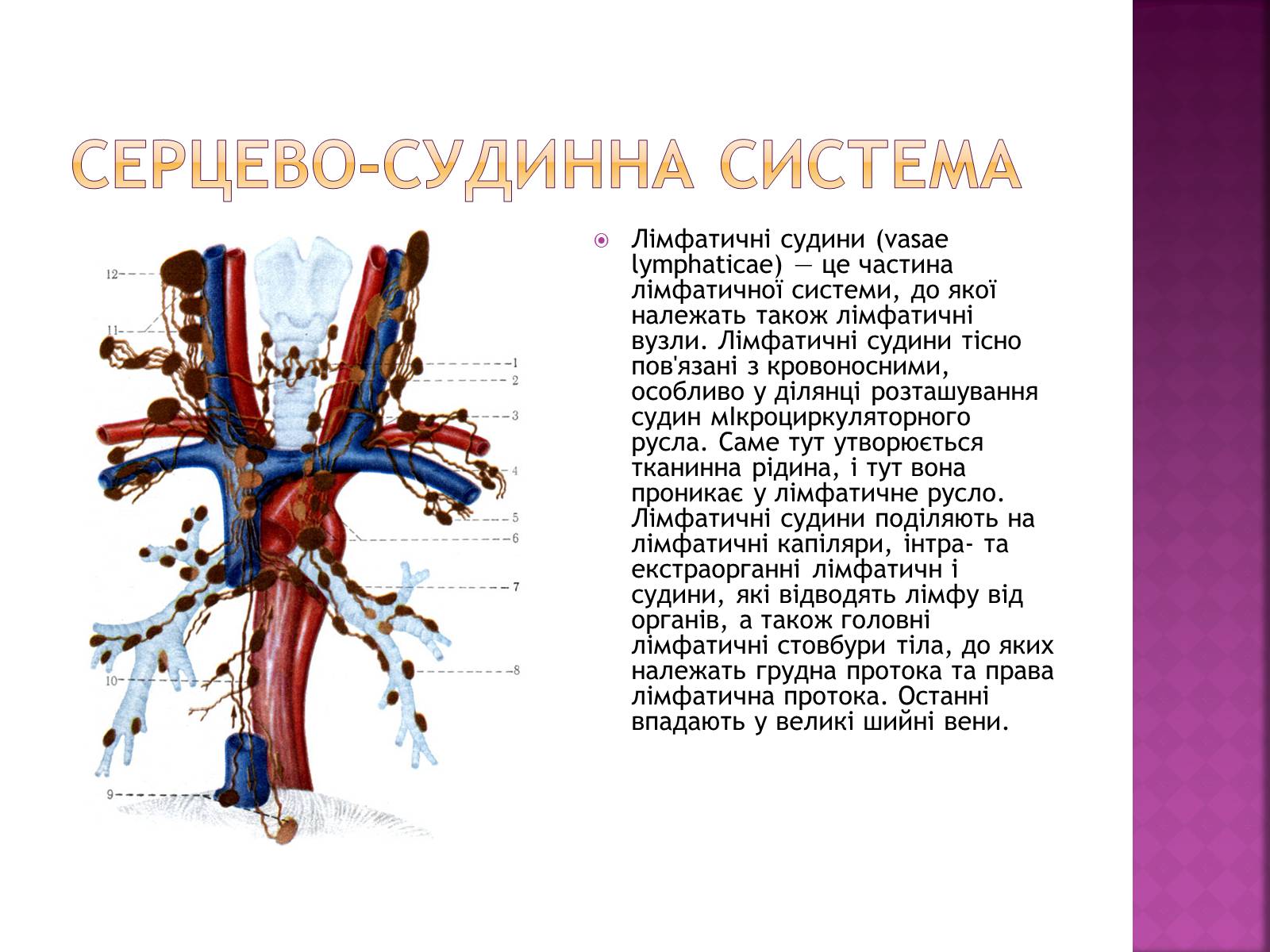 Презентація на тему «Хвороби серцево-судинної системи» (варіант 2) - Слайд #11
