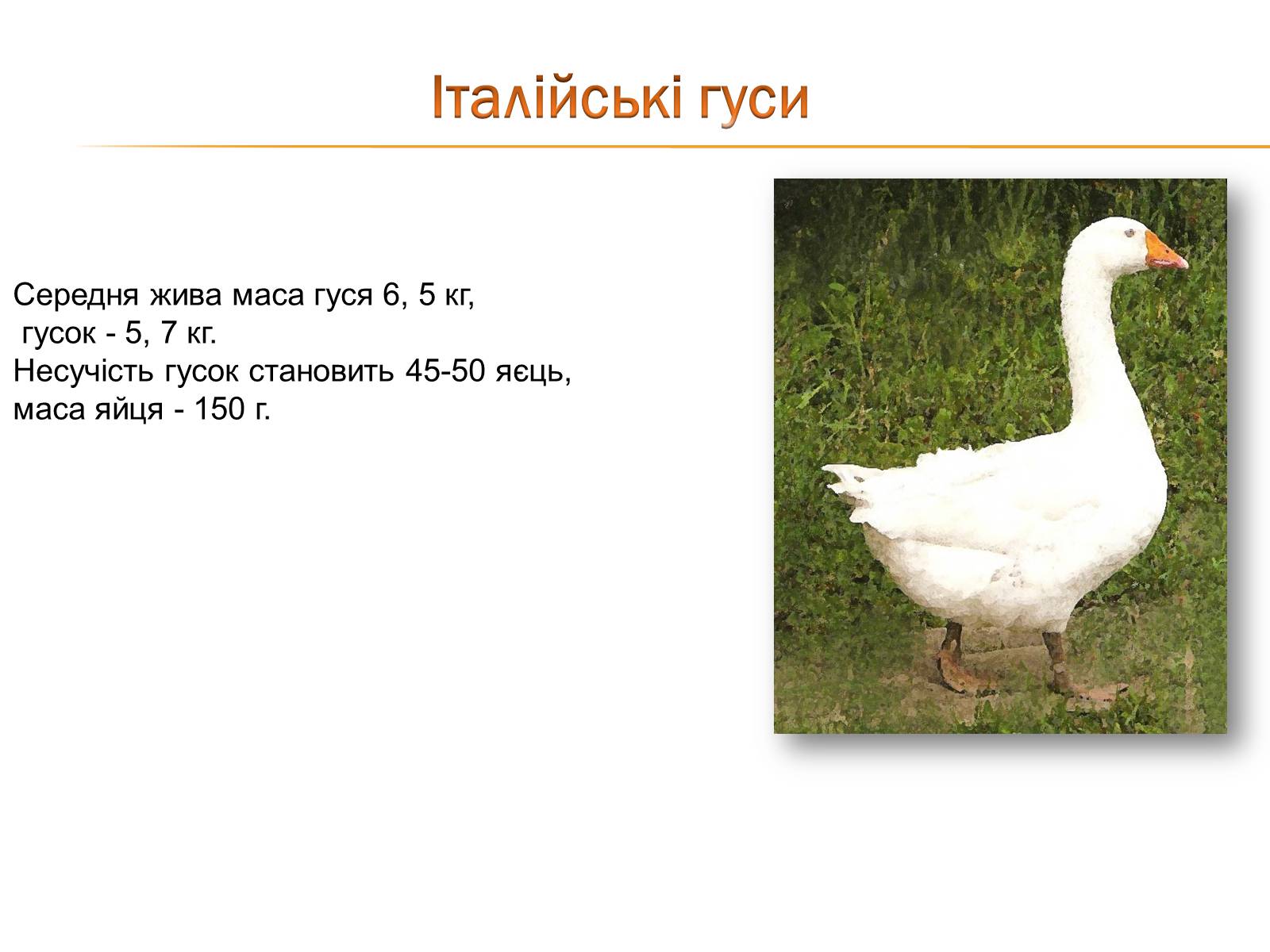 Презентація на тему «Породи гусей на території України» - Слайд #2