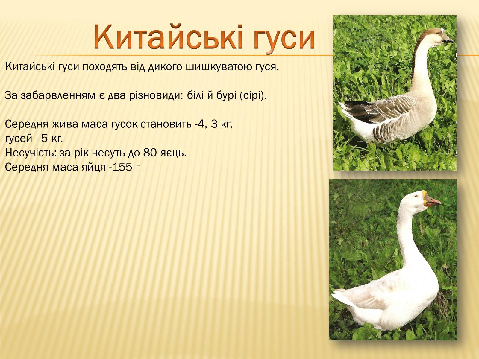 Презентація на тему «Породи гусей на території України» - Слайд #3