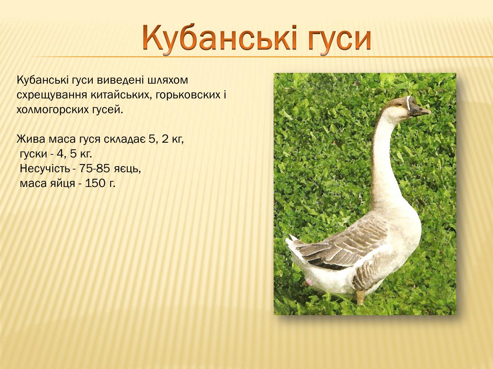 Презентація на тему «Породи гусей на території України» - Слайд #6