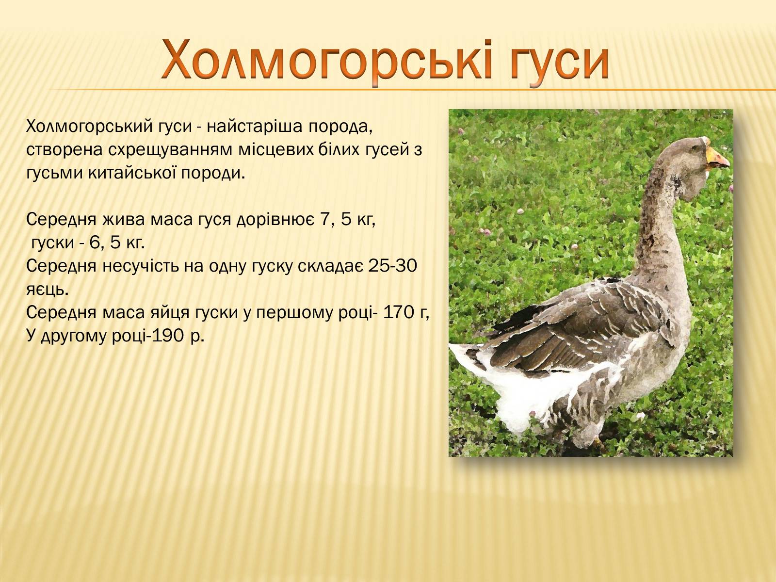 Презентація на тему «Породи гусей на території України» - Слайд #7