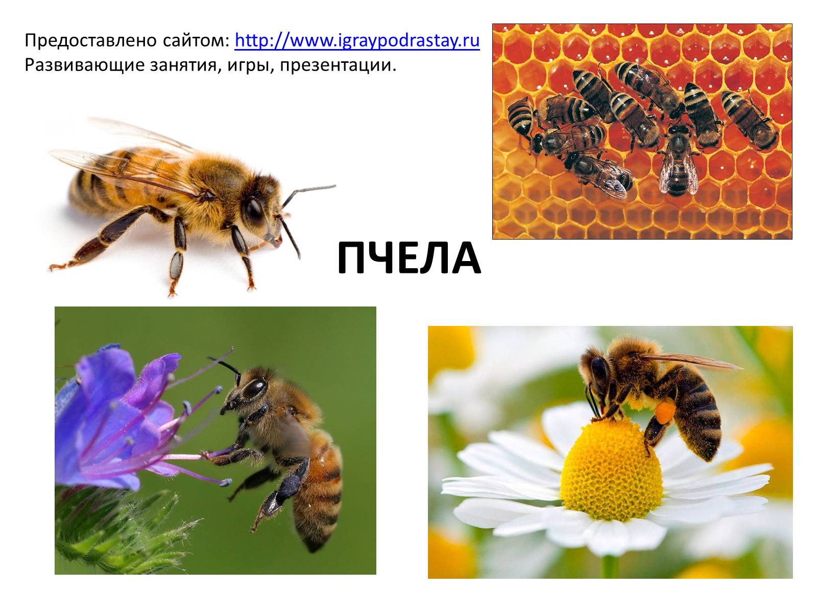 Презентація на тему «Пчела» - Слайд #1