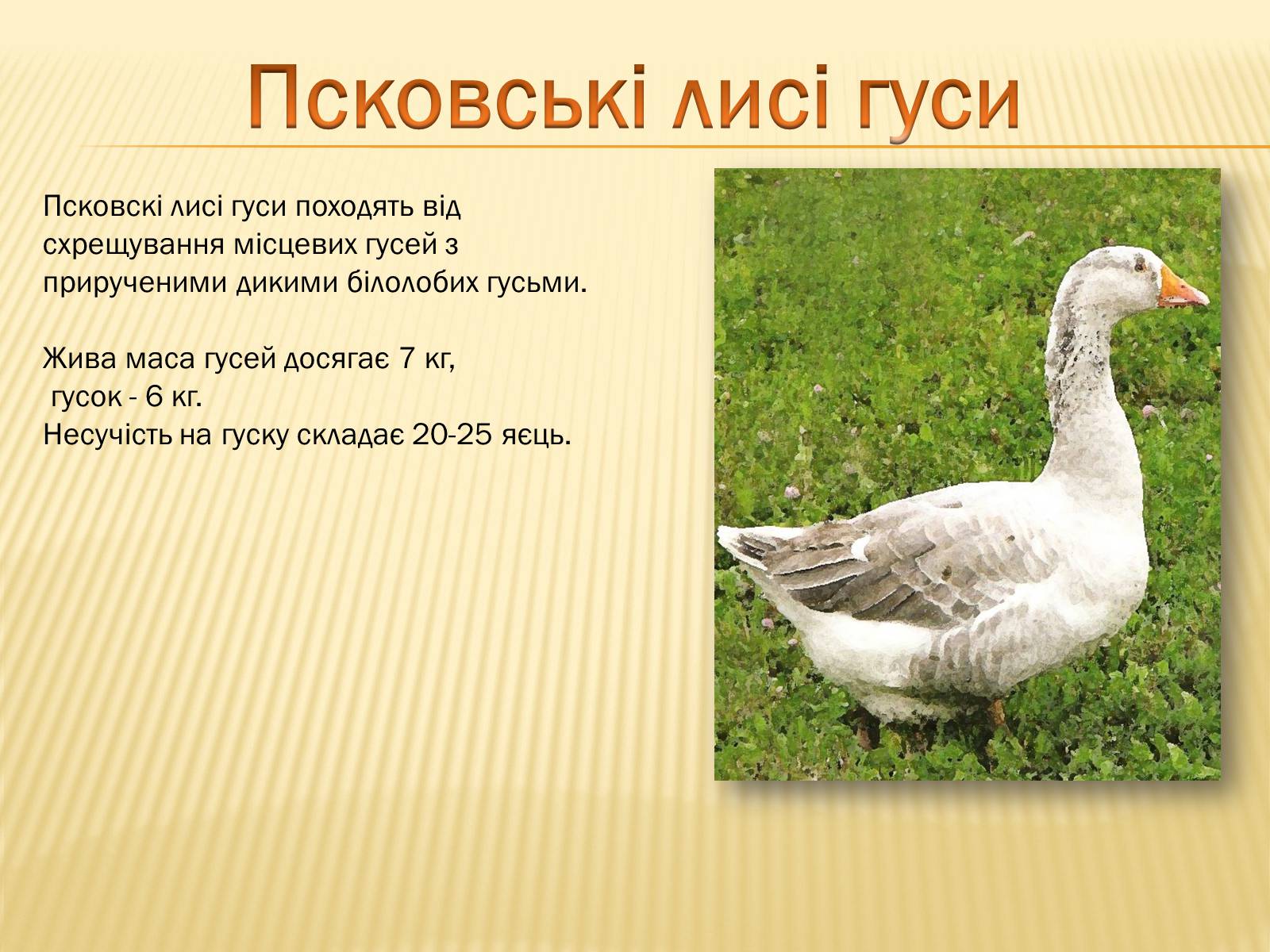 Презентація на тему «Породи гусей на території України» - Слайд #9