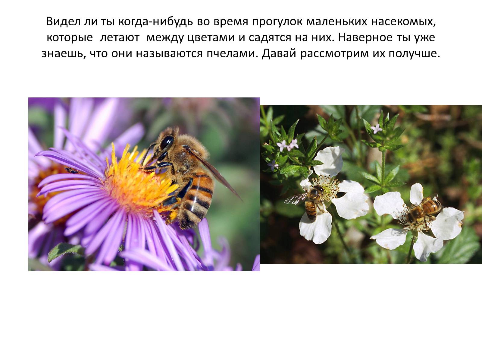 Презентація на тему «Пчела» - Слайд #2
