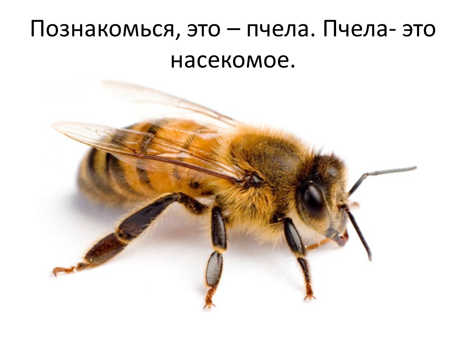 Презентація на тему «Пчела» - Слайд #3