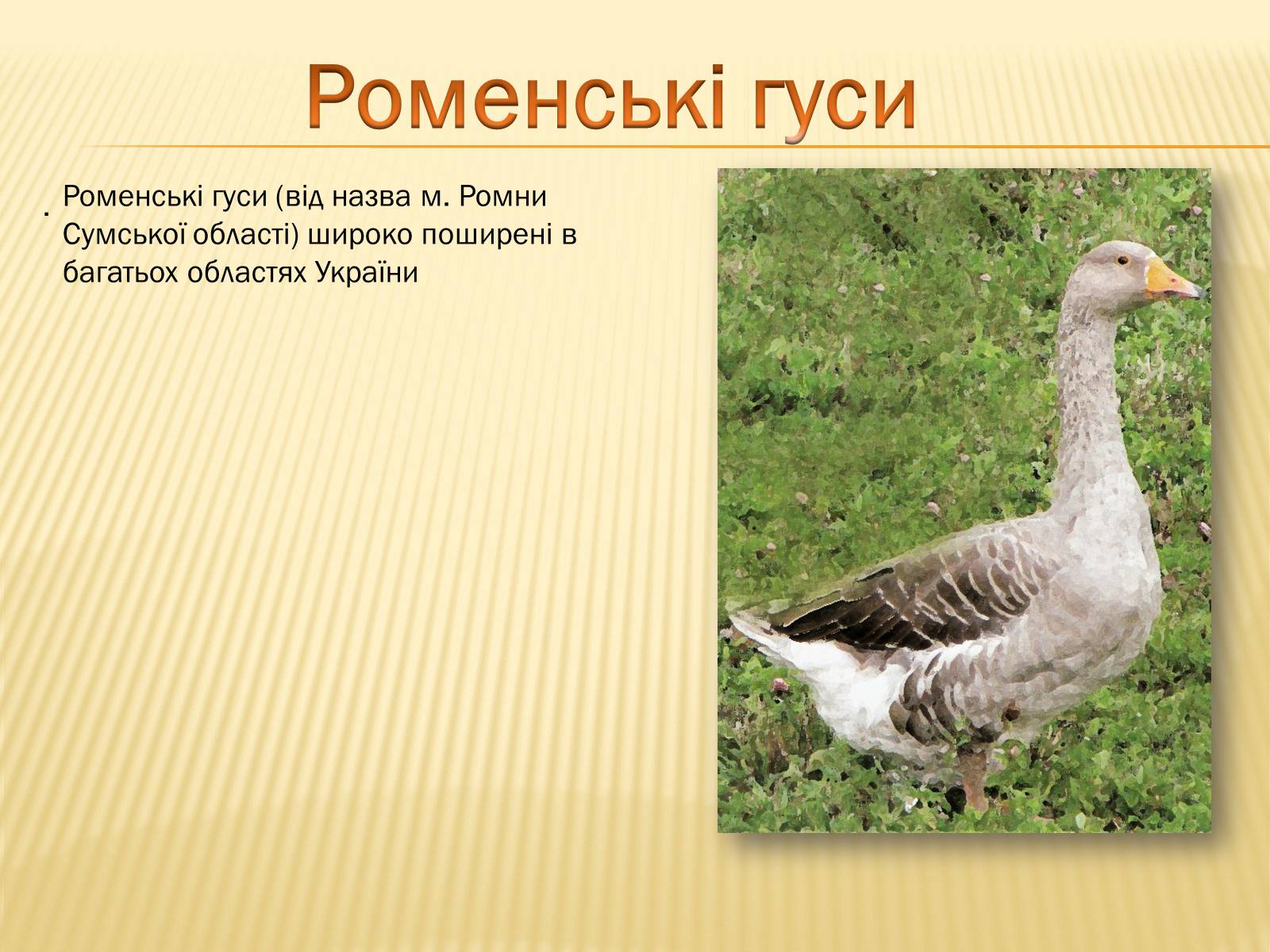 Презентація на тему «Породи гусей на території України» - Слайд #11