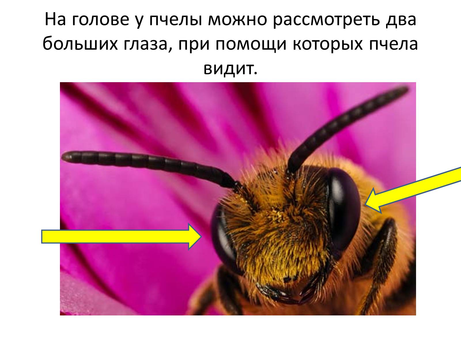 Презентація на тему «Пчела» - Слайд #5