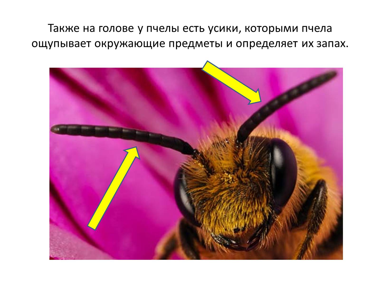 Презентація на тему «Пчела» - Слайд #7