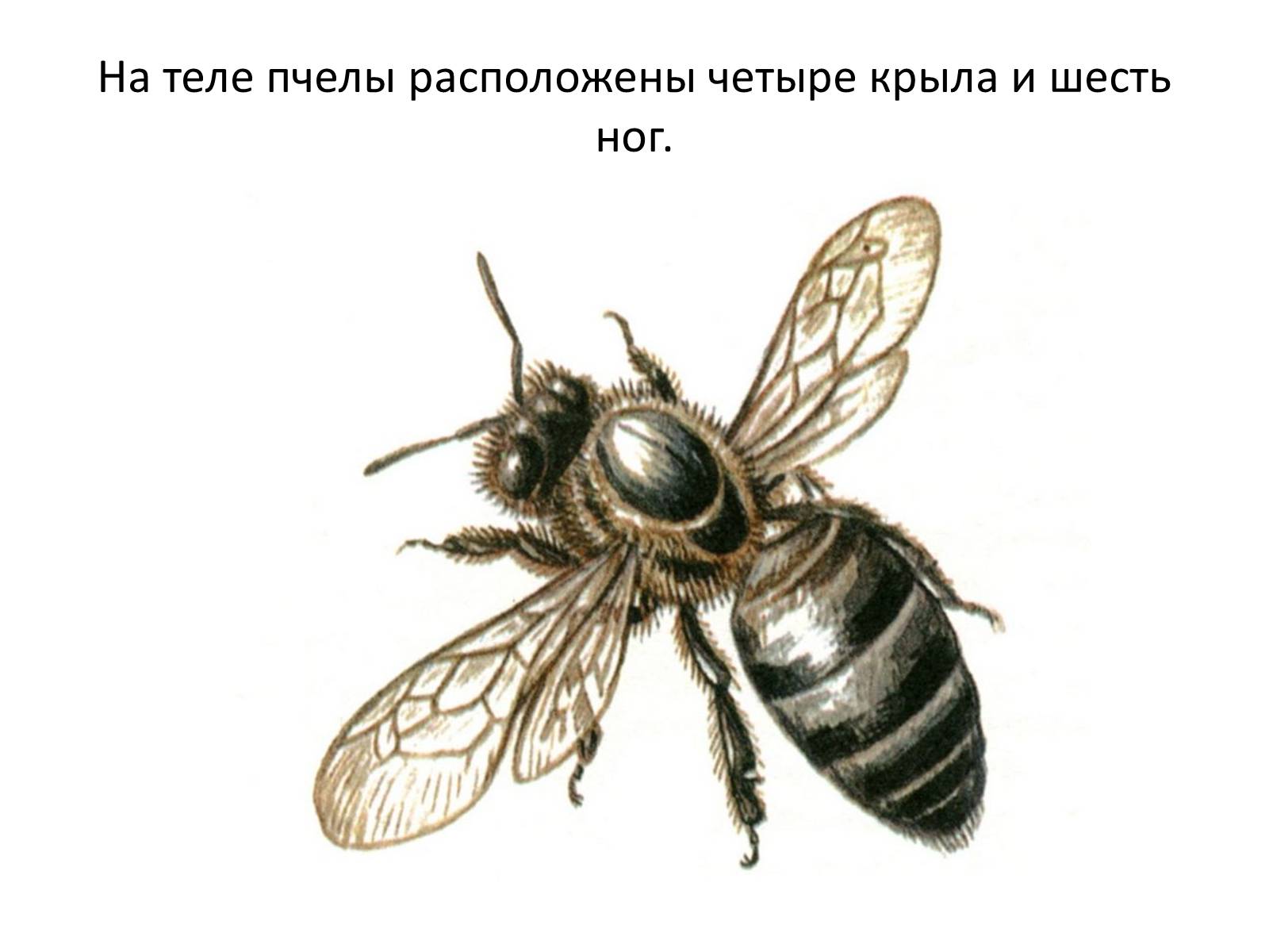 Презентація на тему «Пчела» - Слайд #10
