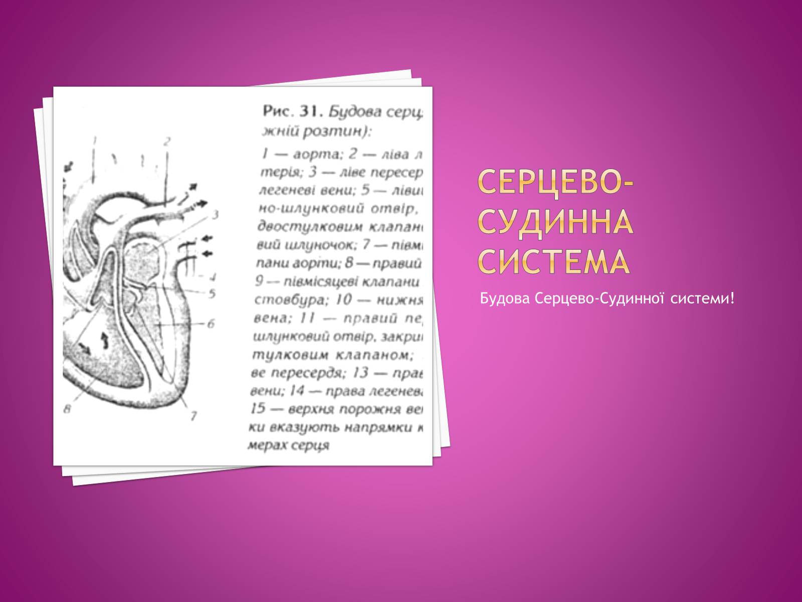 Презентація на тему «Хвороби серцево-судинної системи» (варіант 2) - Слайд #28