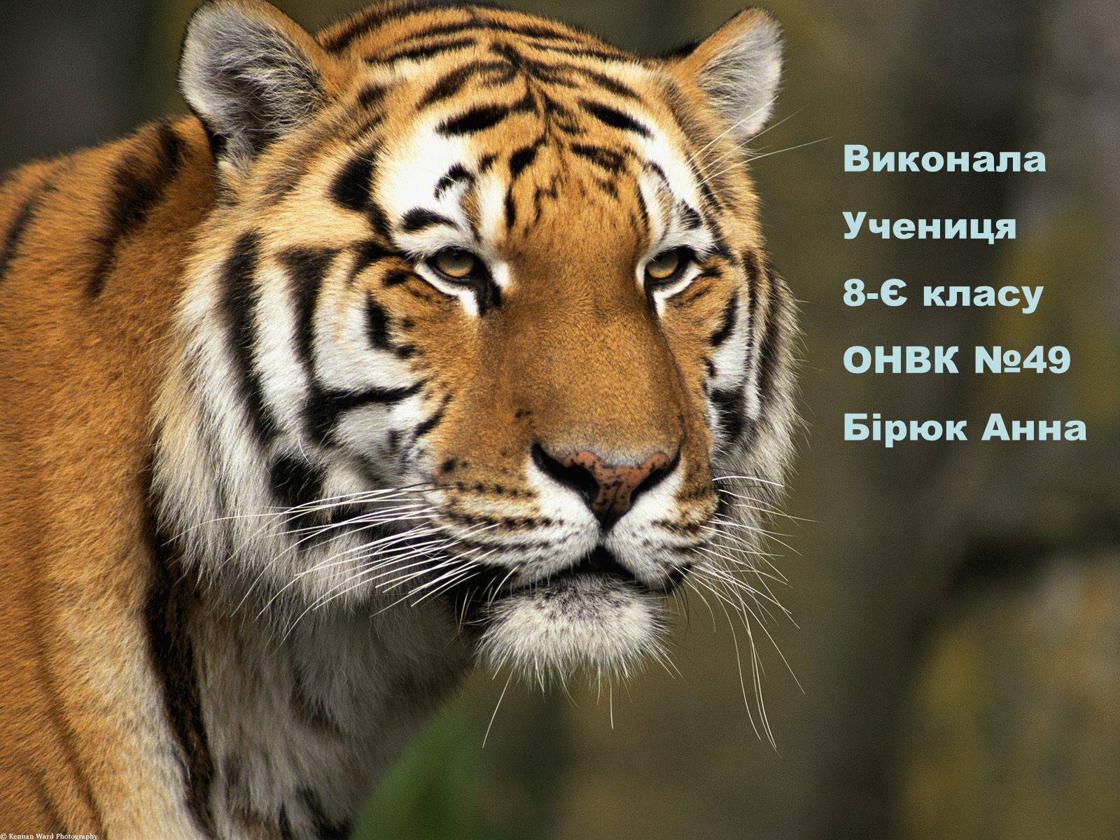 Презентація на тему «Тваринний світ України» - Слайд #10