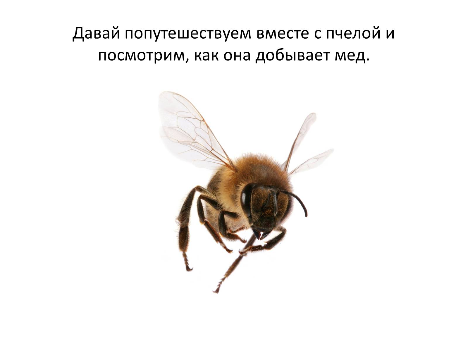 Презентація на тему «Пчела» - Слайд #24