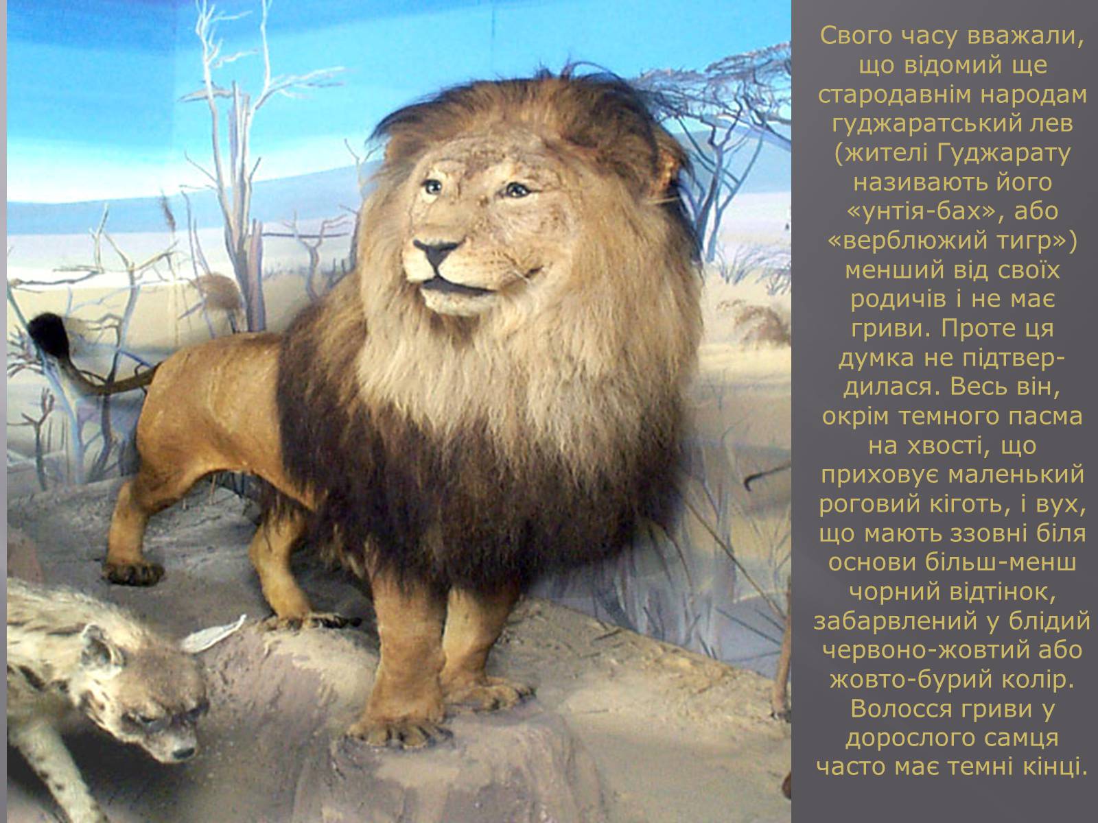 Информация про львов. Факты о львах. Европейский Лев. Лев краткая характеристика. Информация на тему львы.