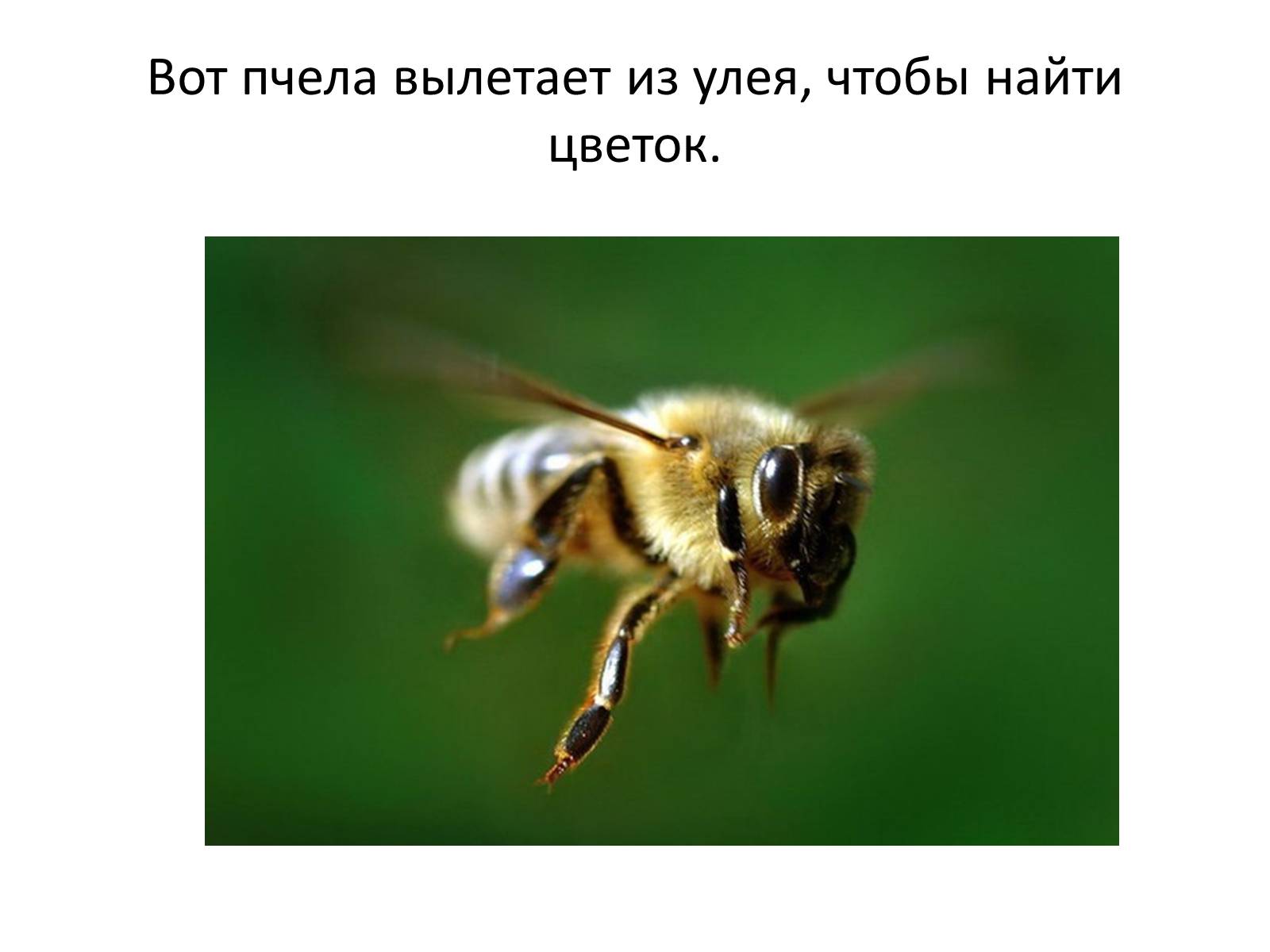 Презентація на тему «Пчела» - Слайд #25
