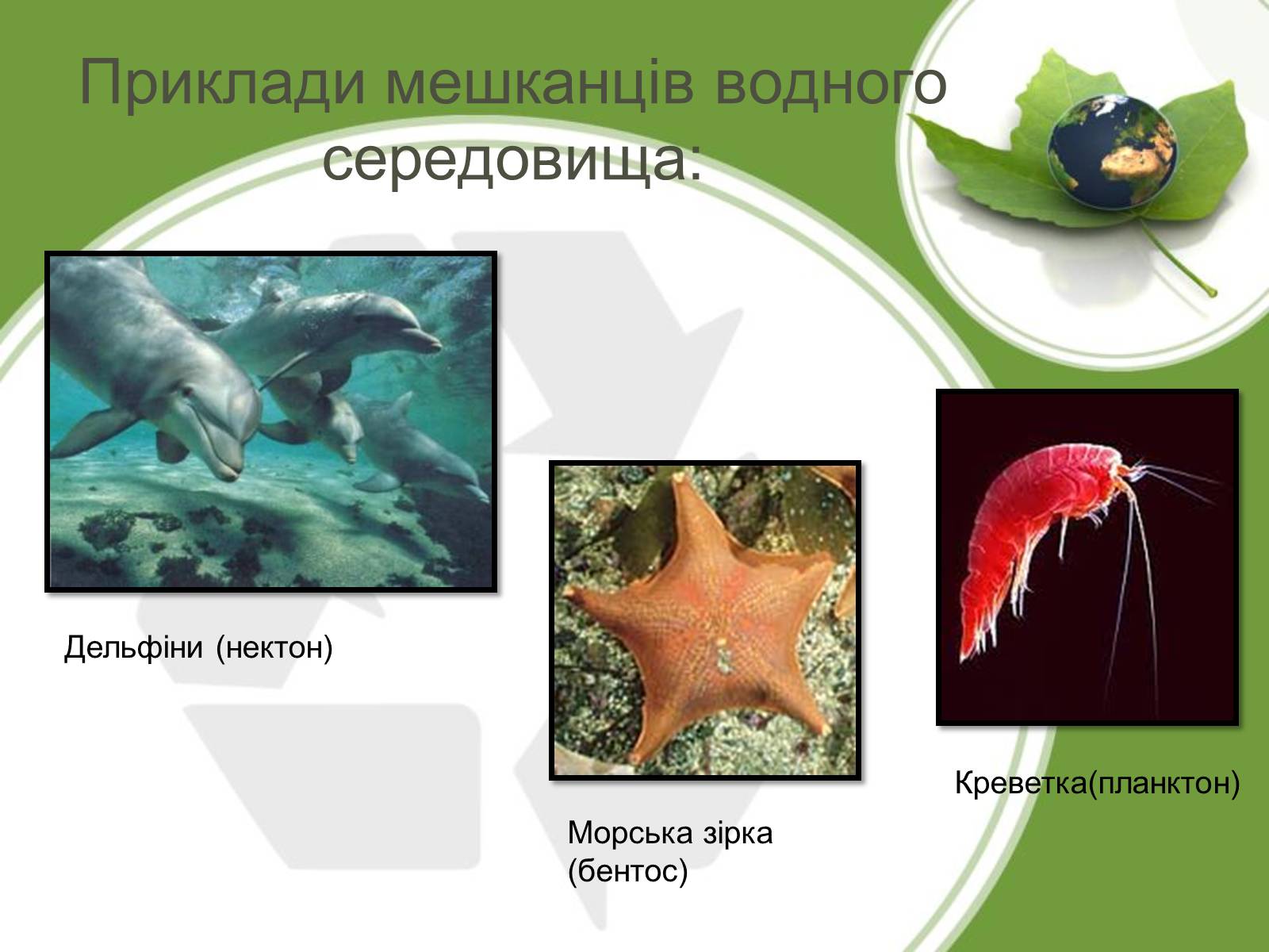 Презентація на тему «Середовище проживання живих організмів» - Слайд #5