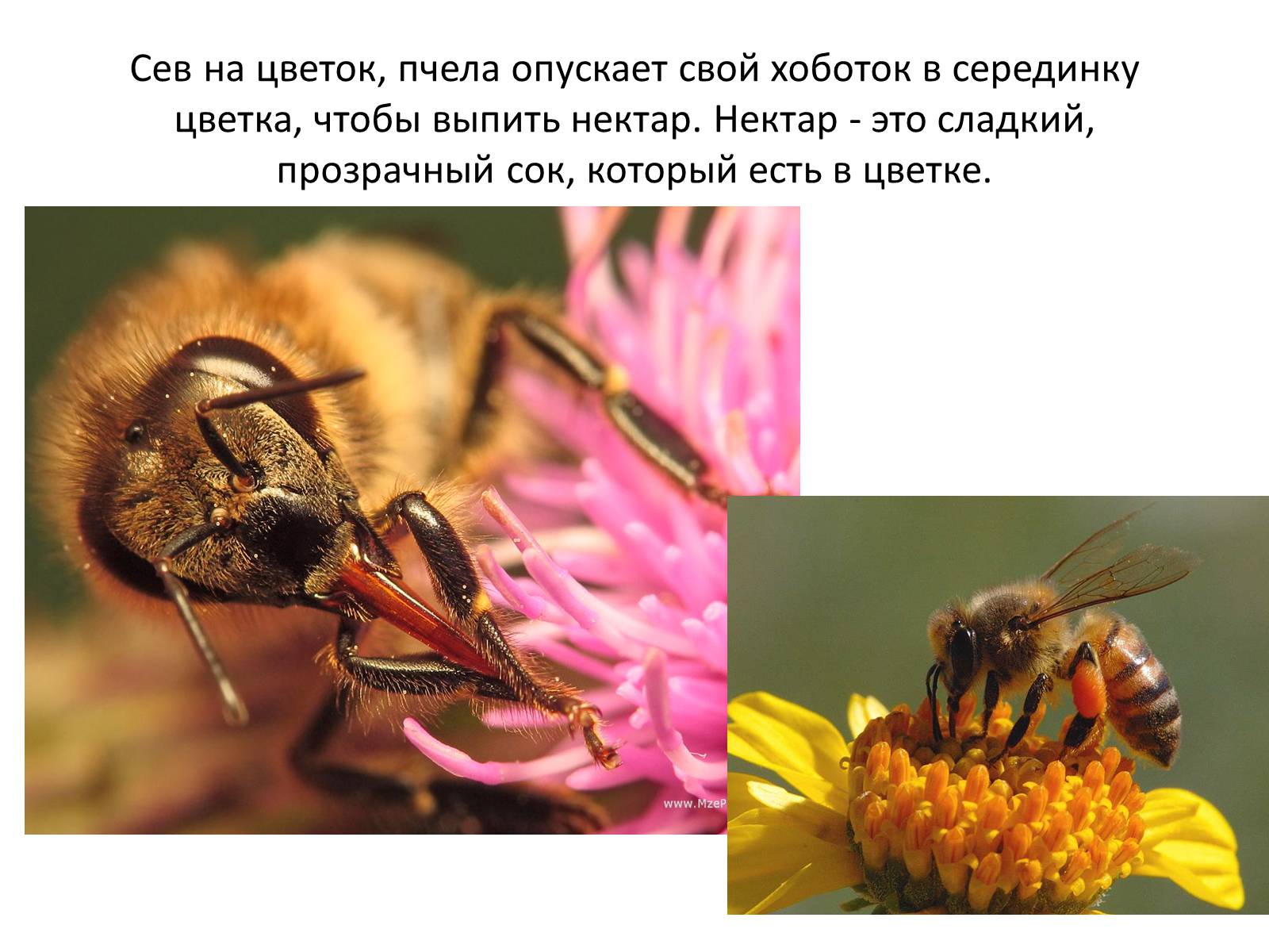 Презентація на тему «Пчела» - Слайд #26