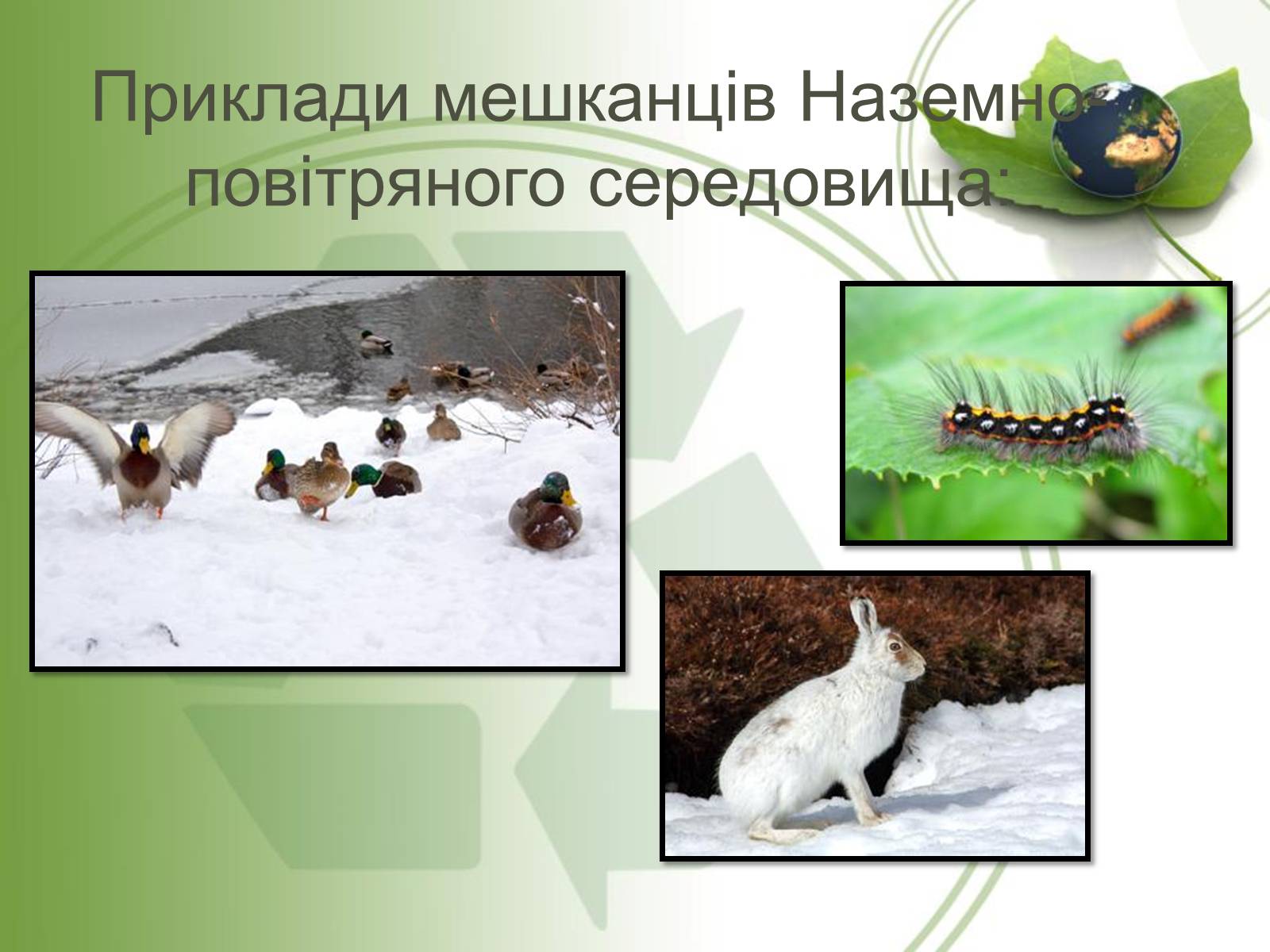 Презентація на тему «Середовище проживання живих організмів» - Слайд #7