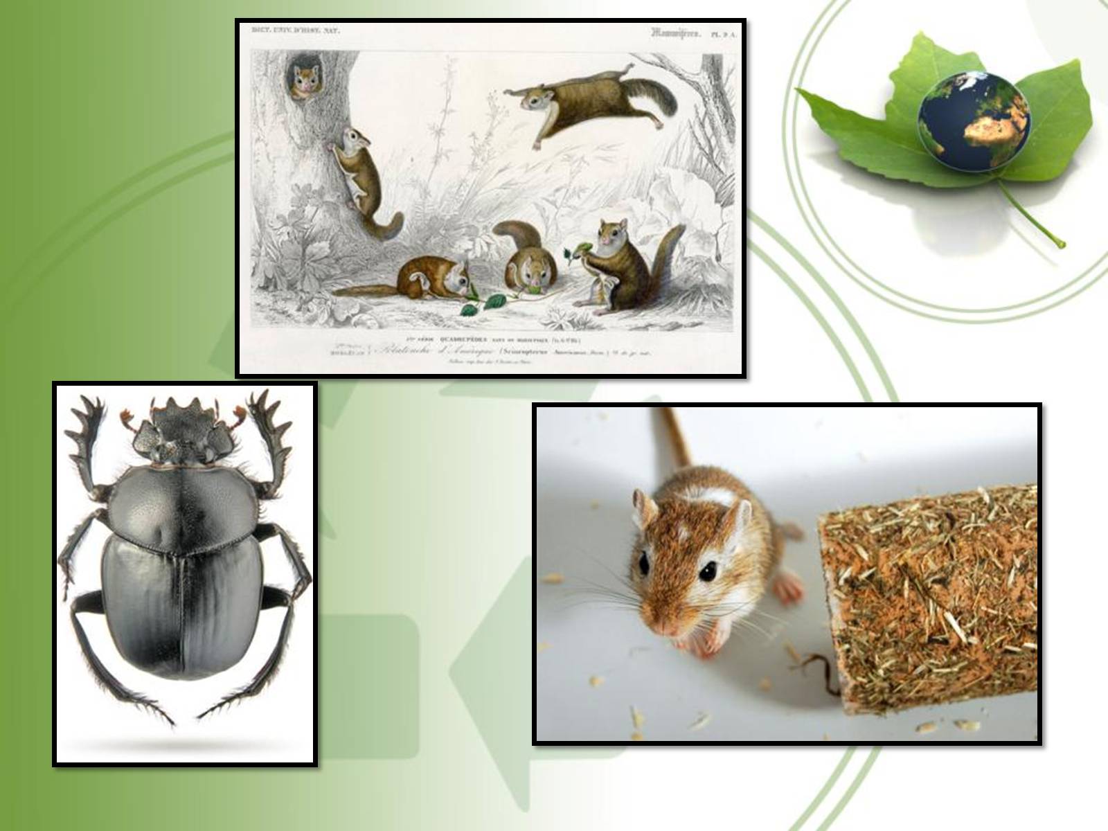 Презентація на тему «Середовище проживання живих організмів» - Слайд #8