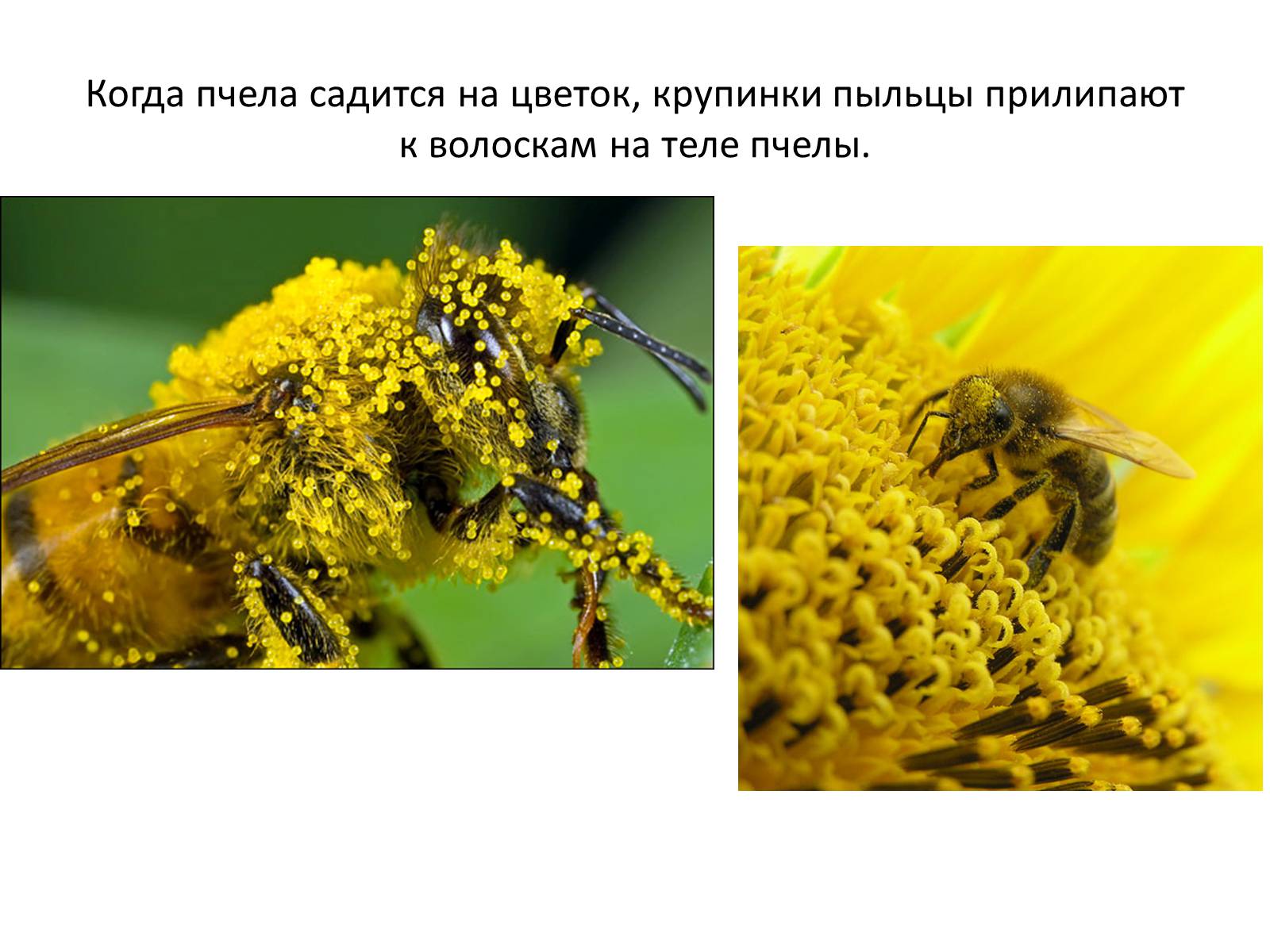 Презентація на тему «Пчела» - Слайд #29