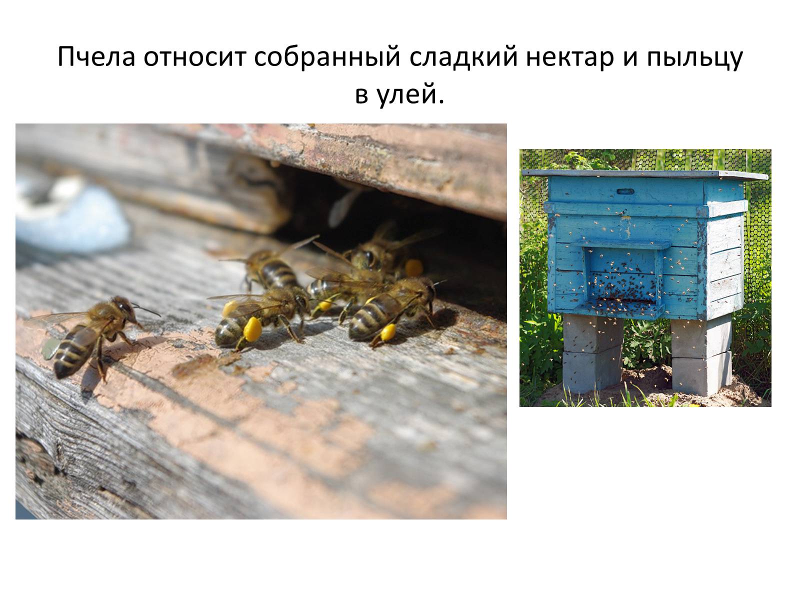 Презентація на тему «Пчела» - Слайд #32