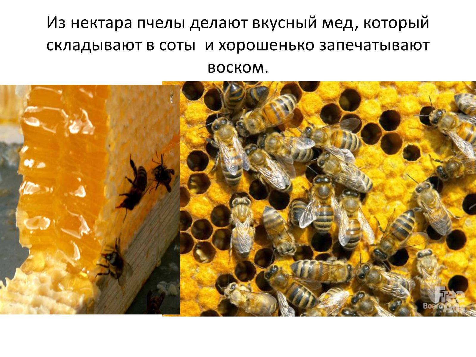 Презентація на тему «Пчела» - Слайд #33