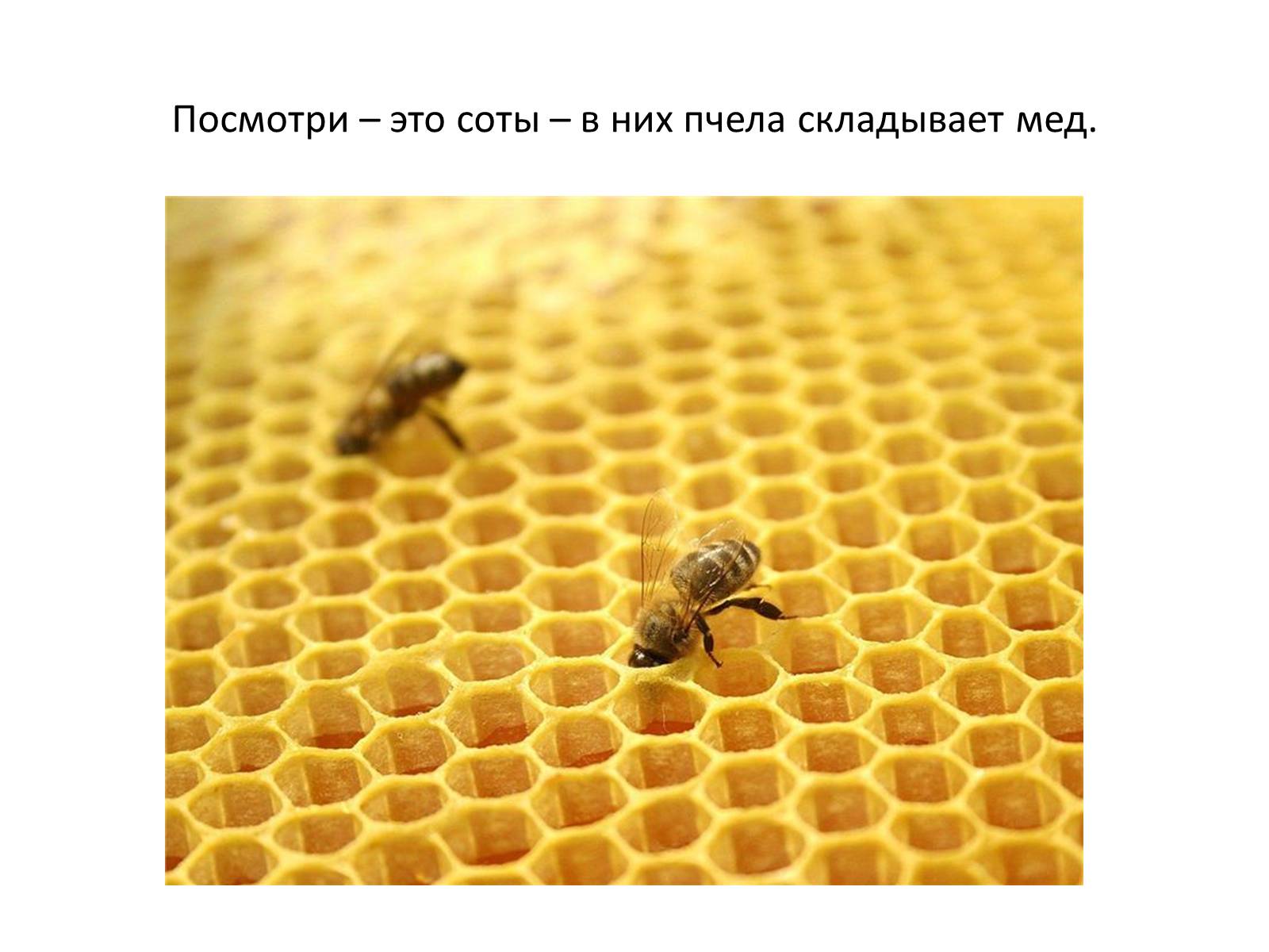 Презентація на тему «Пчела» - Слайд #34