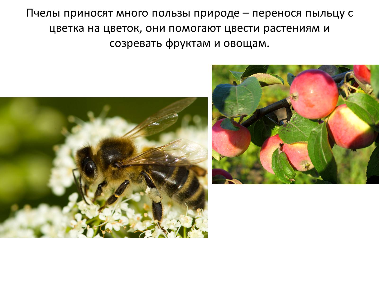 Презентація на тему «Пчела» - Слайд #37