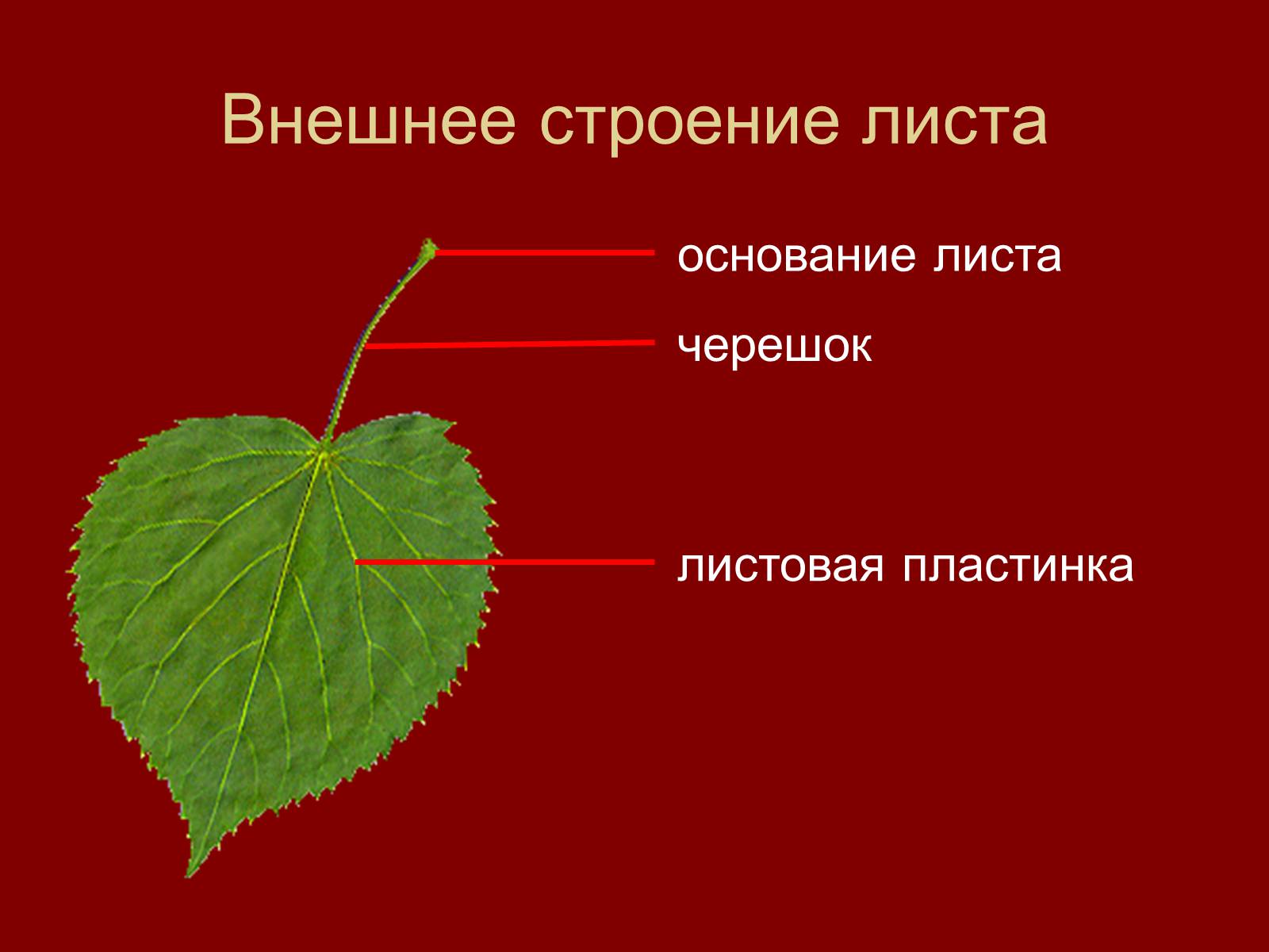 Презентація на тему «Внешнее строение и разнообразие листьев» - Слайд #3