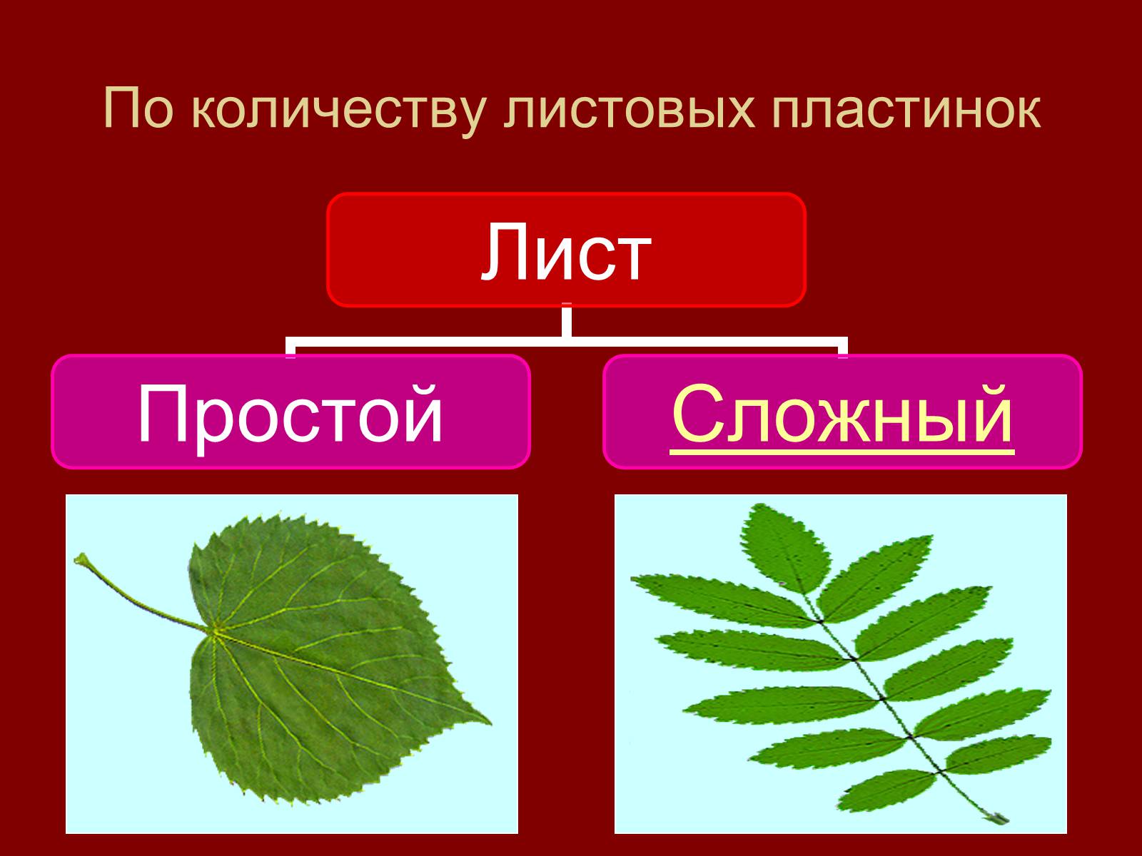 Листья по количеству листовых пластинок