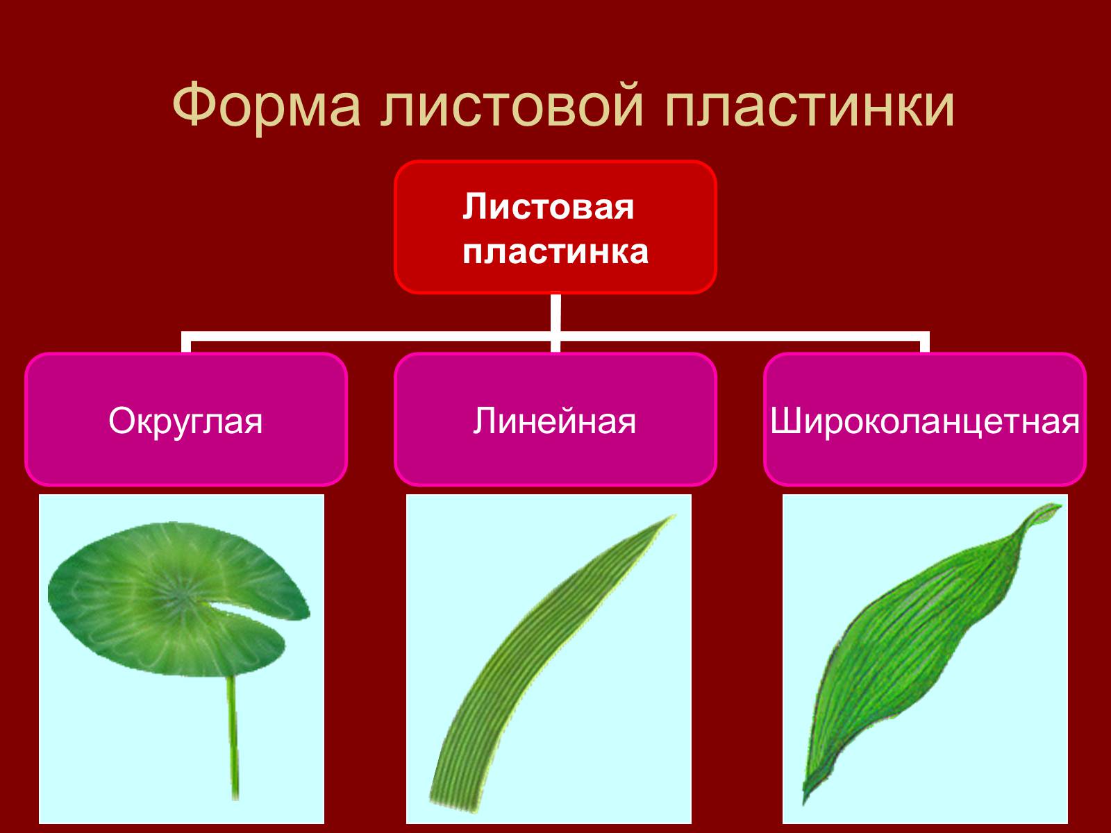 Презентація на тему «Внешнее строение и разнообразие листьев» - Слайд #10