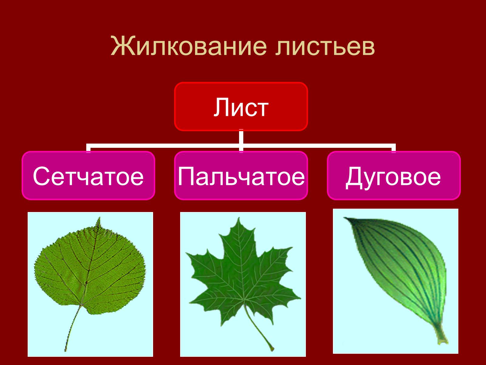 Сетчатое жилкование имеют. Типы жилкования листьев сетчатое. Типы жилкования листьев пальчатое. Перистое жилкование. Сетчатое и пальчатое жилкование листьев.