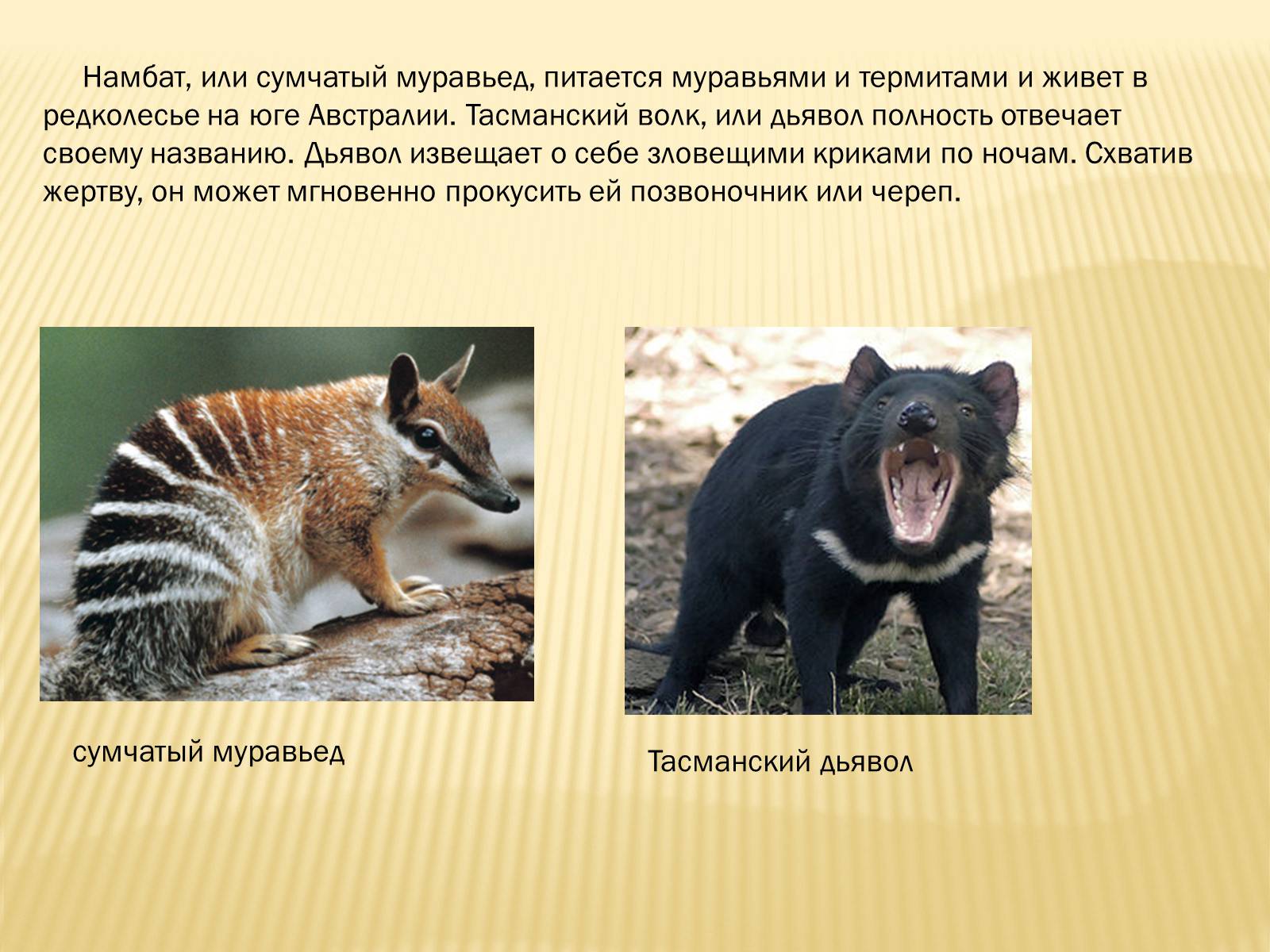 Презентація на тему «Сумчатые Млекопитающие» - Слайд #4