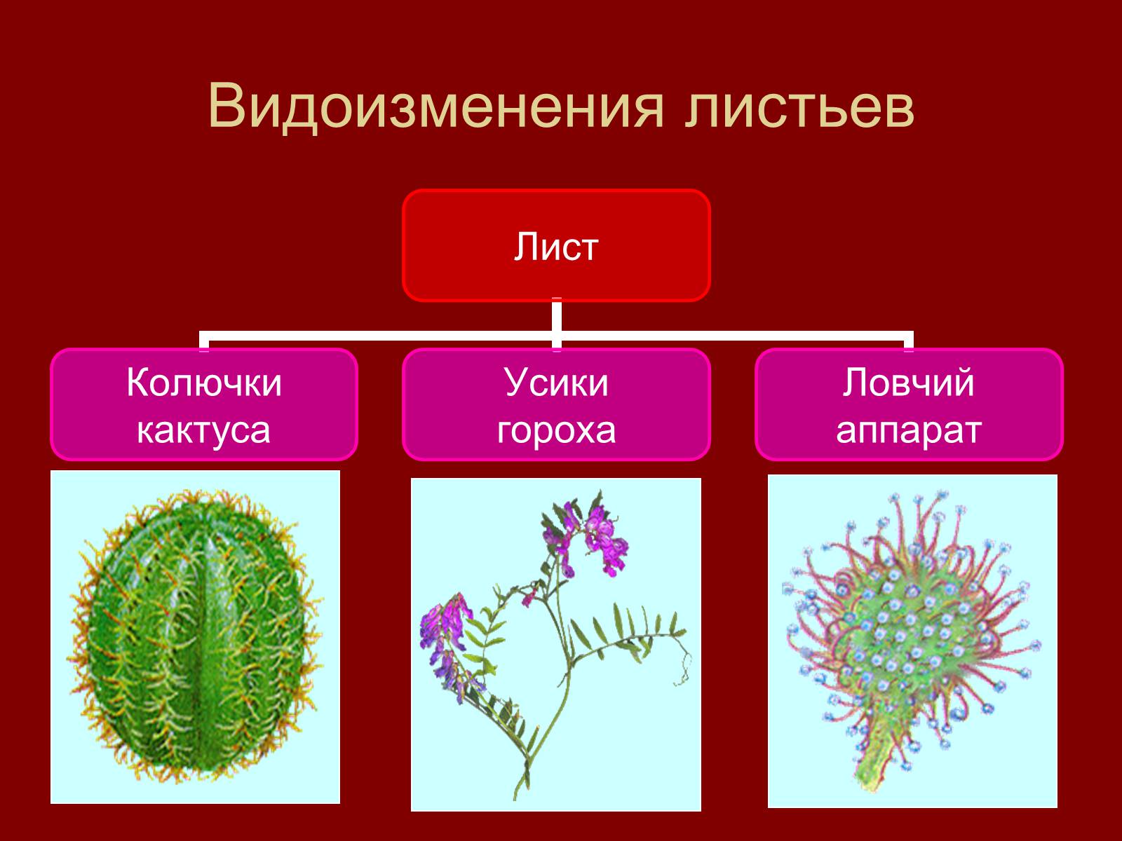 Видоизменённые листья 6 класс биология