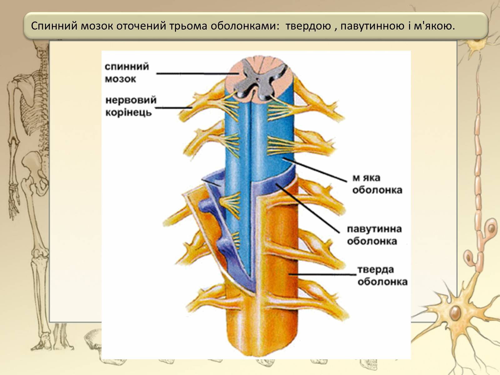 Анатомия строение оболочек спинного мозга